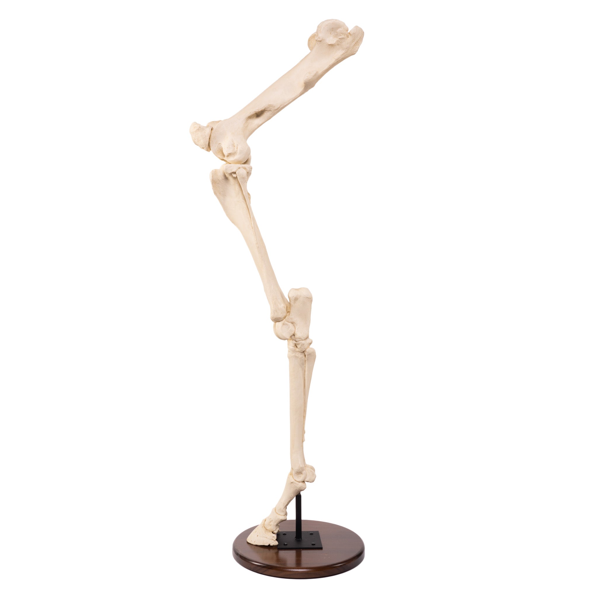Replica Horse Hindlimb - Anatomically Accurate Model for Veterinary Study, Equine Anatomy Education & Animal Science Research | Perfect for Veterinary Schools, Anatomy Labs & Horse Training Demonstrations