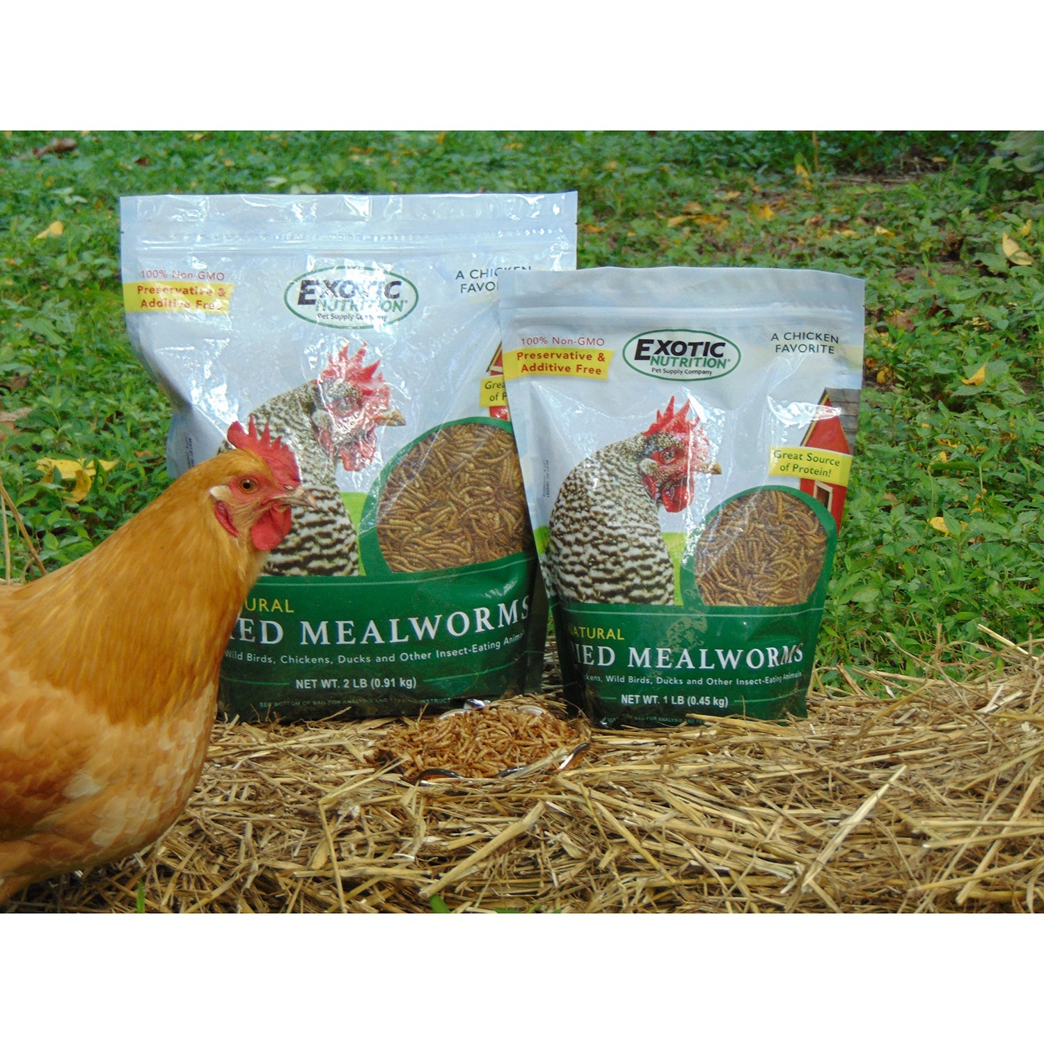 Premium Dried Mealworms Bulk - High Protein Natural Bird & Chicken Feed - Perfect for Wild Birds, Poultry, Reptiles & Fishing Bait