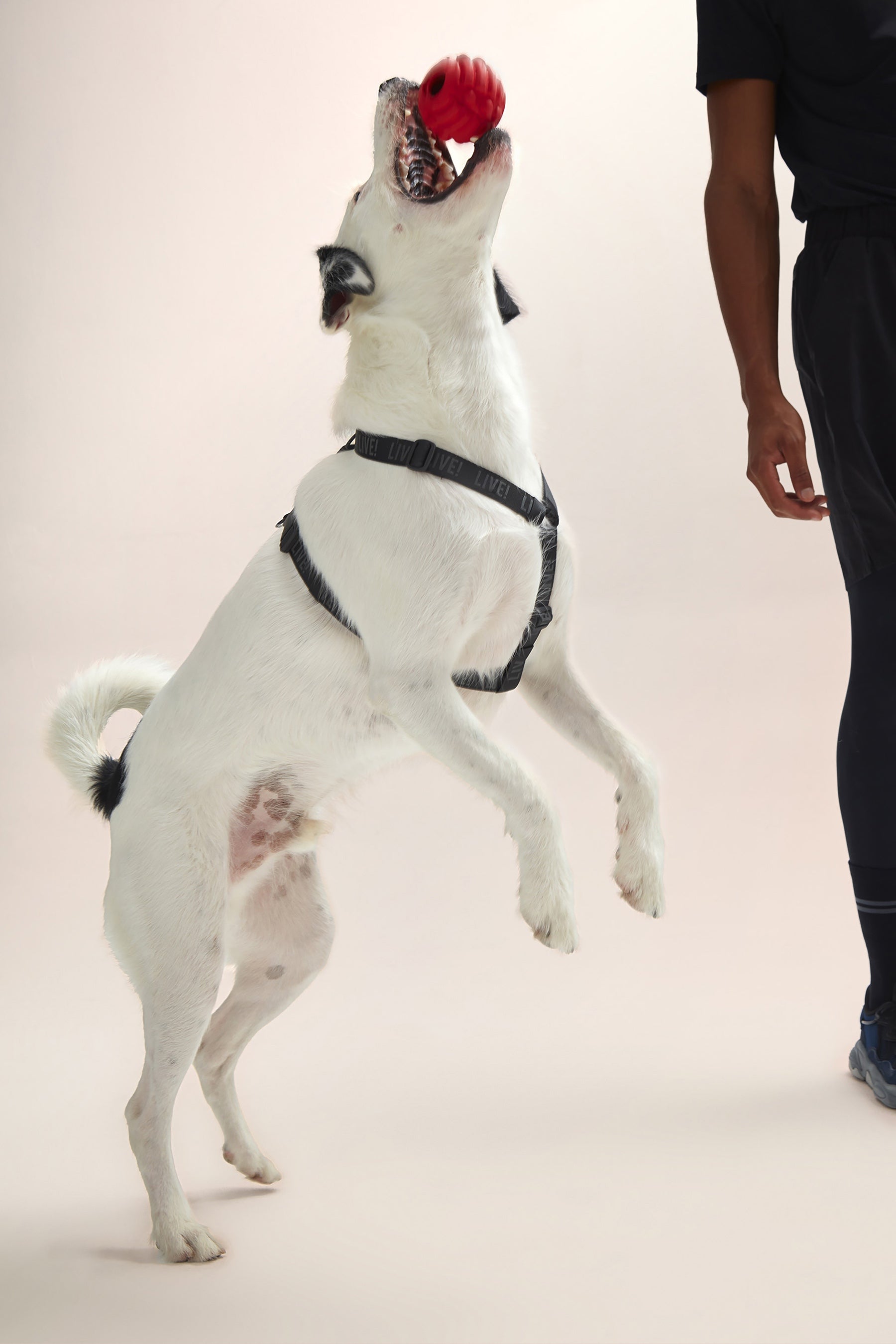 H Reflex Live! No-Pull Dog Harness - Adjustable Pet Vest for Small to Large Dogs - Reflective & Breathable for Walking, Running, and Outdoor Adventures