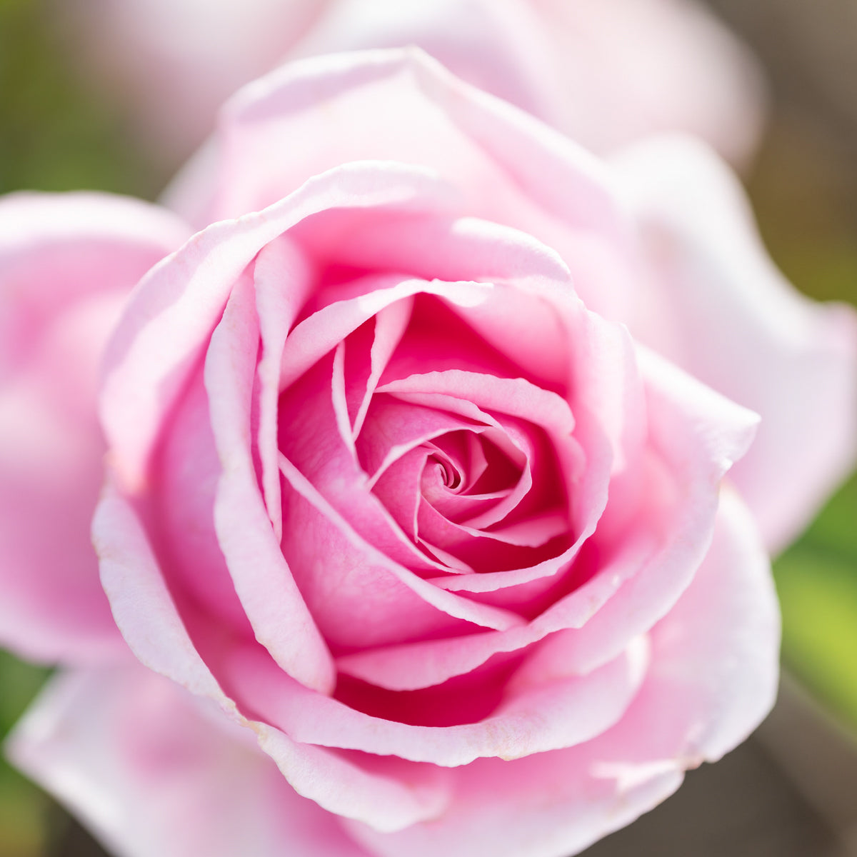 Pure Rose Essential Oil - 100% Natural & Diluted for Aromatherapy, Skincare & Relaxation - Perfect for Diffusers, Massage & DIY Beauty Products