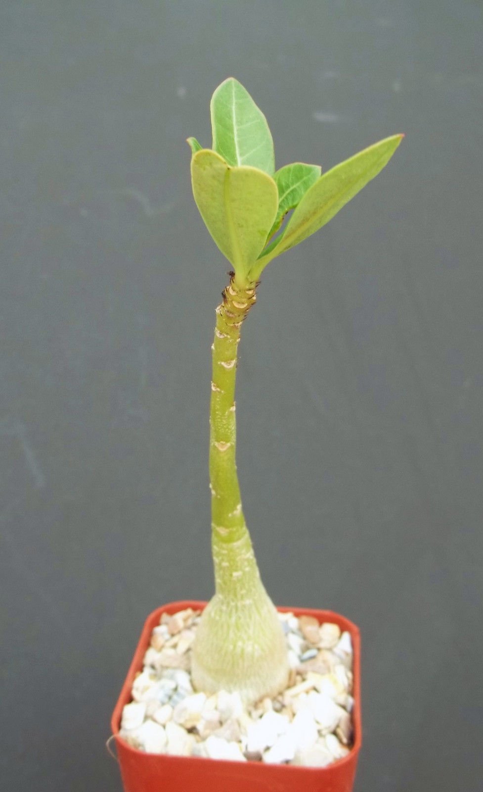 Exotic Adenium Obesum Rare Caudex Bonsai - Desert Rose Plant in 2 Inch Pot for Home Decor, Office Desk & Garden Collection | Drought-Tolerant Succulent Gift Idea