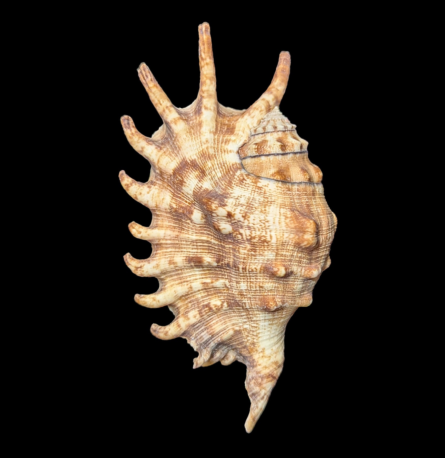 Millipede Spider Shell - Realistic Insect Exoskeleton Specimen for Science Education & Nature Collections | Perfect for Halloween Decor, Biology Classrooms & Entomology Displays