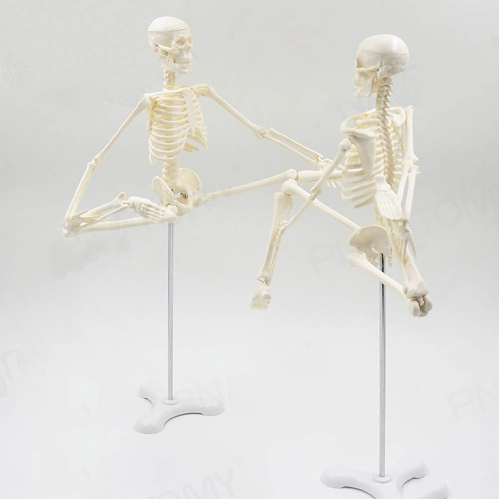 Halloween Skeleton Decor - Full Body Posable Jointed Human Skeleton Model for Haunted House, Graveyard & Party Decorations | Perfect for Halloween Parties, Bar Decor & Spooky Home Accessories