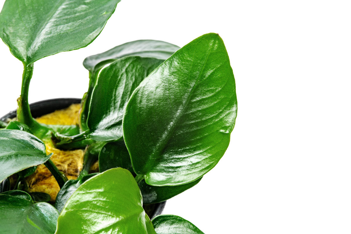 Anubias Nana Thick Leaf - Live Aquarium Plant for Fish Tanks, Low Light Aquatic Plants for Freshwater Aquascaping, Perfect for Shrimp and Betta Fish Habitats