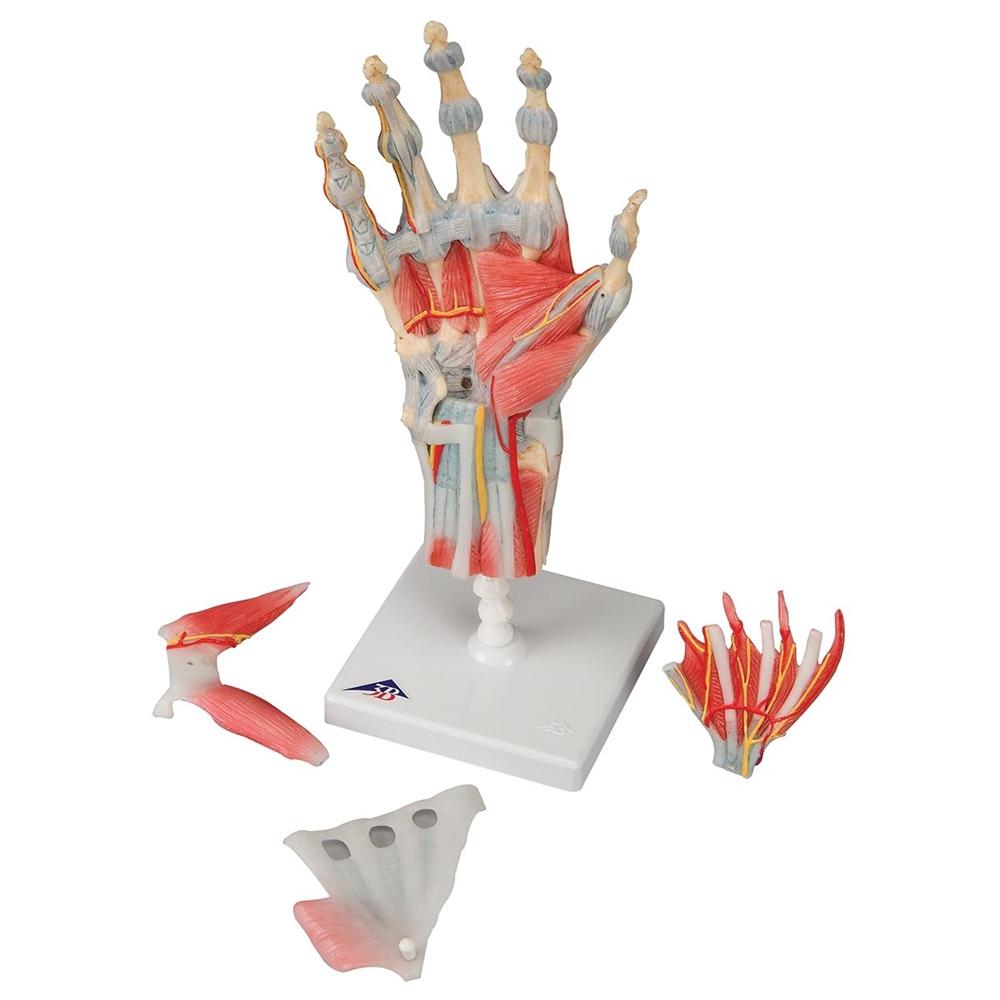 Hand Skeleton Model with Ligaments & Muscles - Anatomical Study Tool for Medical Students & Doctors | Perfect for Classroom, Lab & Medical Office Use