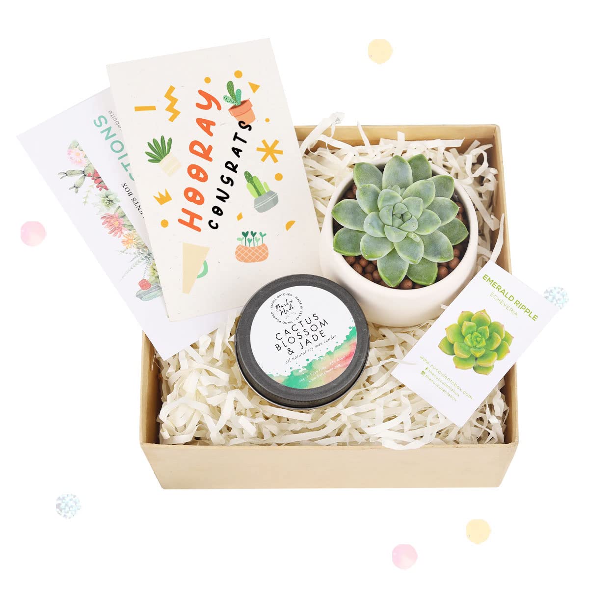 Succulent & Soy Candle Gift Box Set - Perfect Holiday Present for Him/Her - Includes Greeting Card - Ideal for Birthdays, Anniversaries & Housewarming Gifts