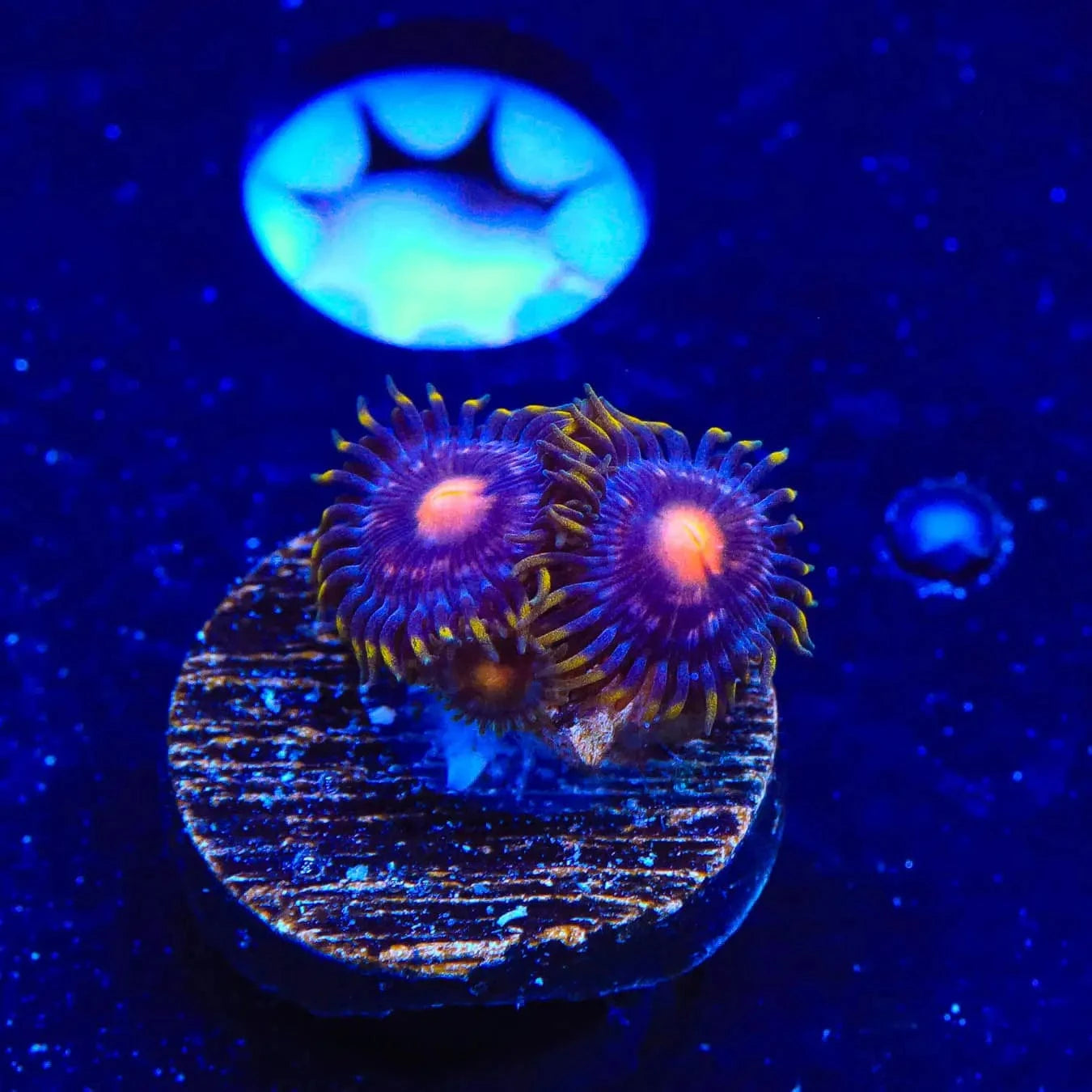 Premium Blow Pop Zoanthids Coral for Saltwater Aquariums - Vibrant Colors & Easy Care | Perfect for Reef Tanks & Marine Displays