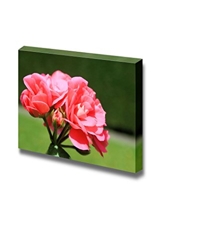 Geranium