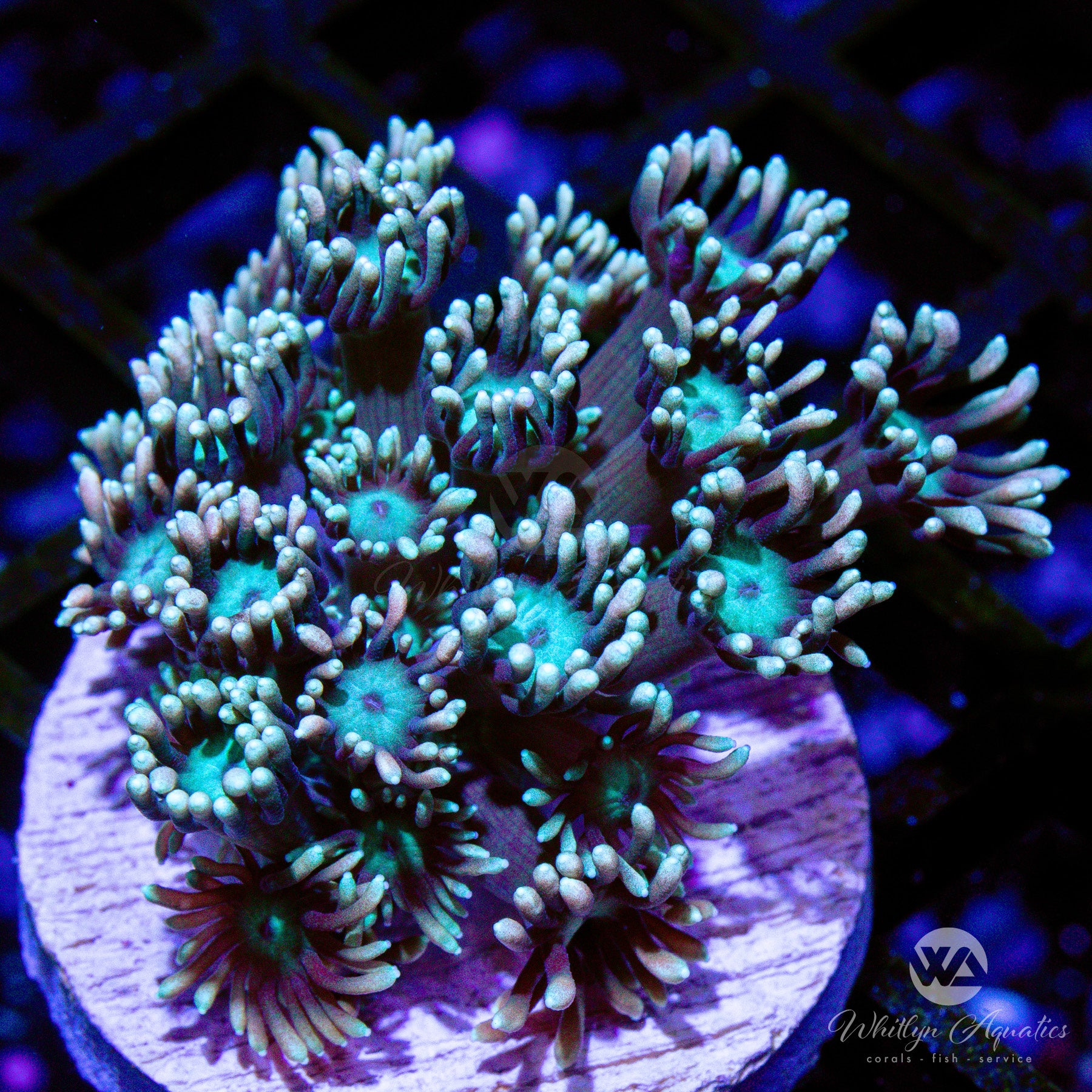 B29 WA Blue Eyes White Goni Coral - Premium WYSIWYG Live Coral for Saltwater Aquariums | Perfect for Reef Tanks & Marine Displays