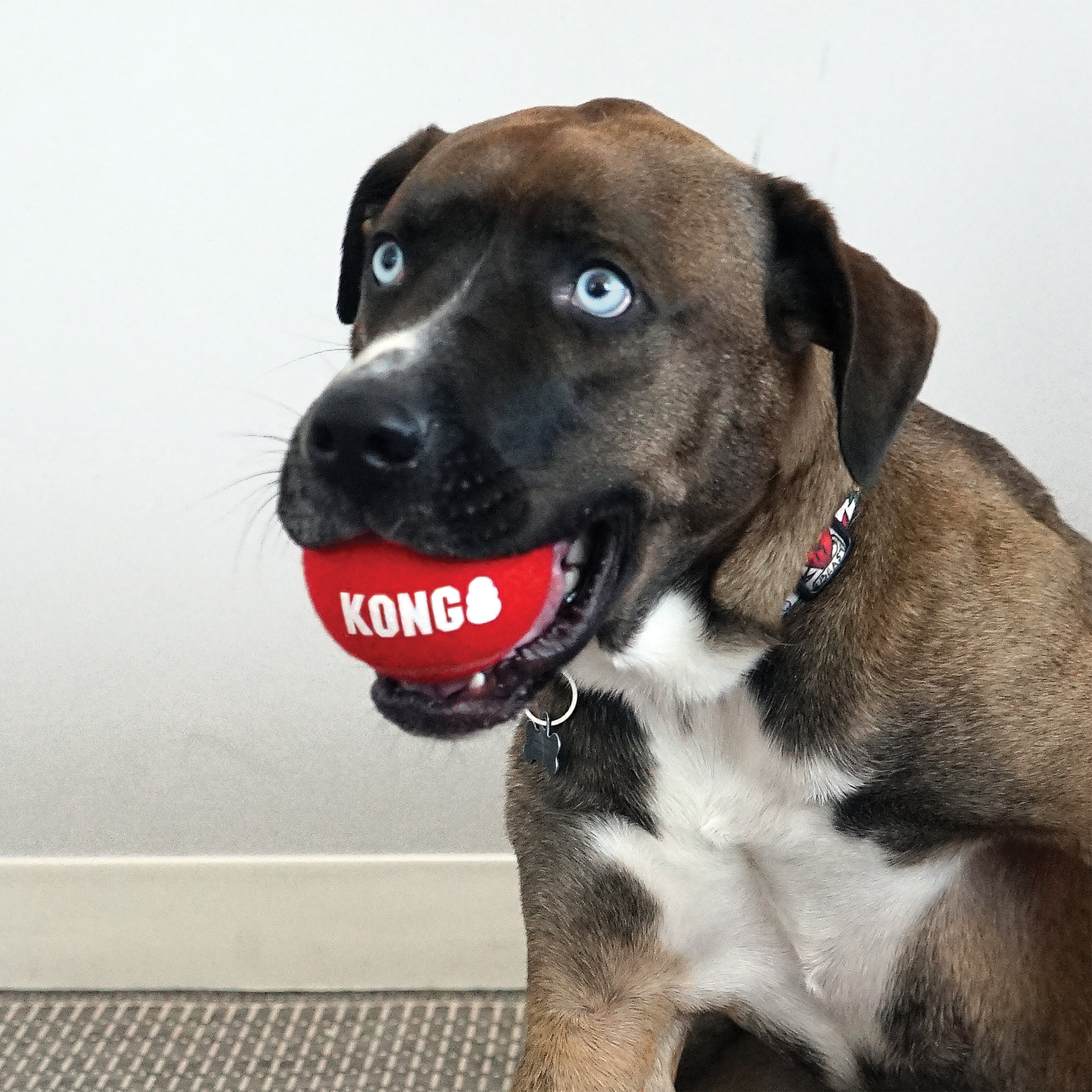 Kong Signature Sport Balls - Durable Dog Chew Toys for Aggressive Chewers, Tennis Ball Alternative for Fetch & Training - Perfect for Outdoor Play, Backyard Fun & Interactive Dog Games