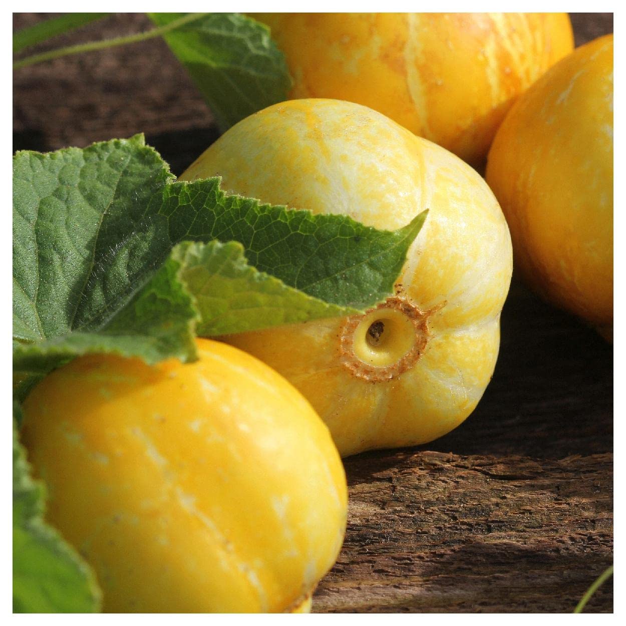 Organic Lemon Slicing Cucumber Seeds 1 Lb - Non-GMO, Heirloom, Open Pollinated - Perfect for Salads, Pickling & Fresh Eating - Everwilde Farms Gold Vault Packet