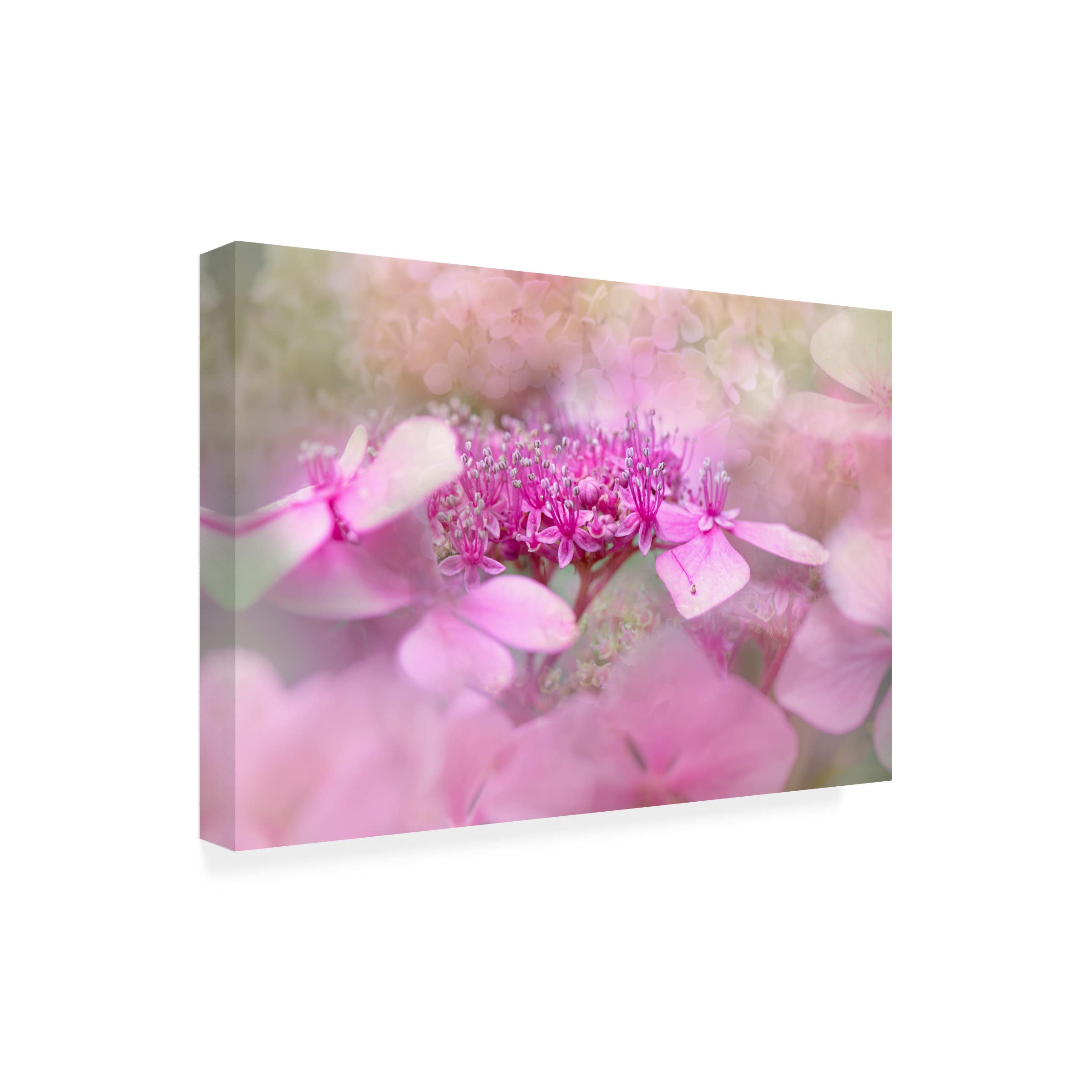 Jacky Parker 'Lacecap Hydrangea' Floral Canvas Wall Art Print - Elegant Home Decor for Living Room, Bedroom & Office