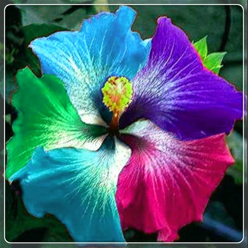2-Pack Perennial Hibiscus Plants - Hardy Hibiscus for Year-Round Blooms, Perfect for Flower Pots & Garden Decor | Ideal Gift for Garden Lovers & Home Landscaping