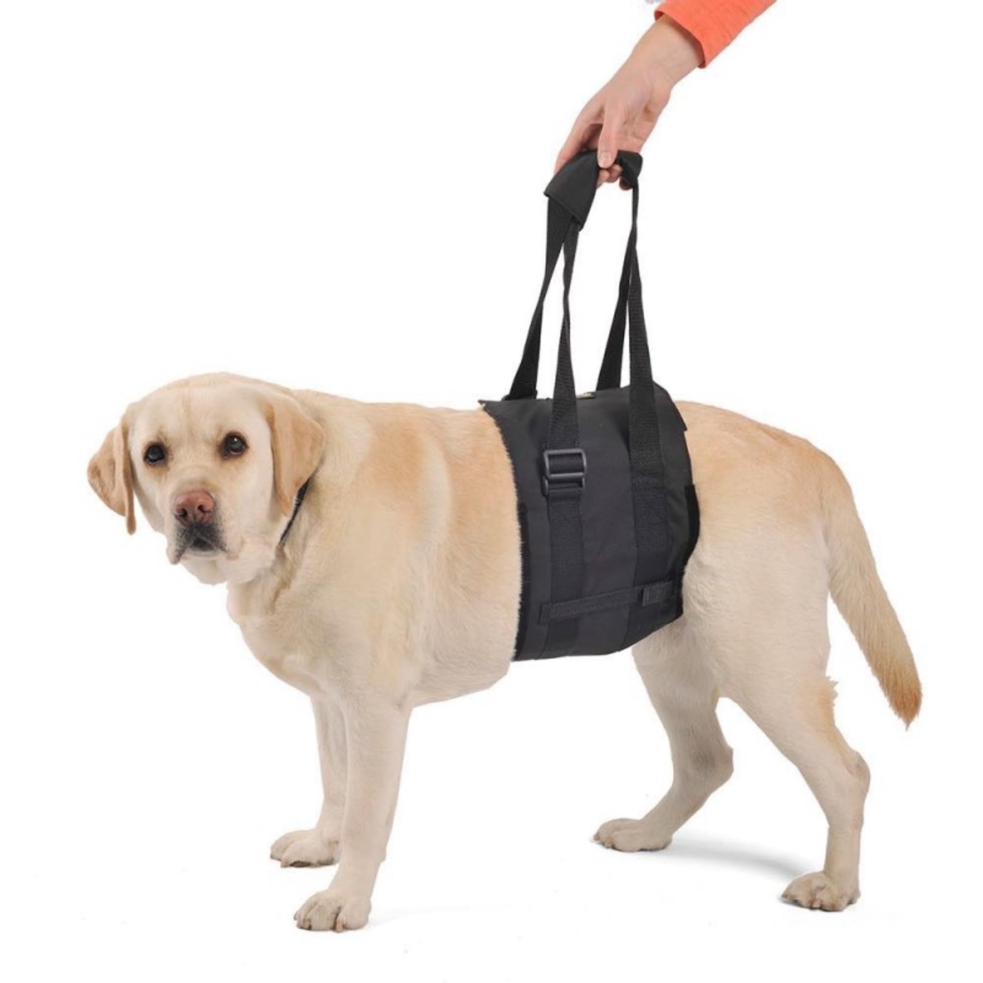 Ortocanis Dog Mobility Support Harness - Adjustable Hind Leg Walking Aid for Small Dogs with Hip Dysplasia, Arthritis, or Injury (Size XS) - Perfect for Rehabilitation, Post-Surgery Recovery & Daily Assistance
