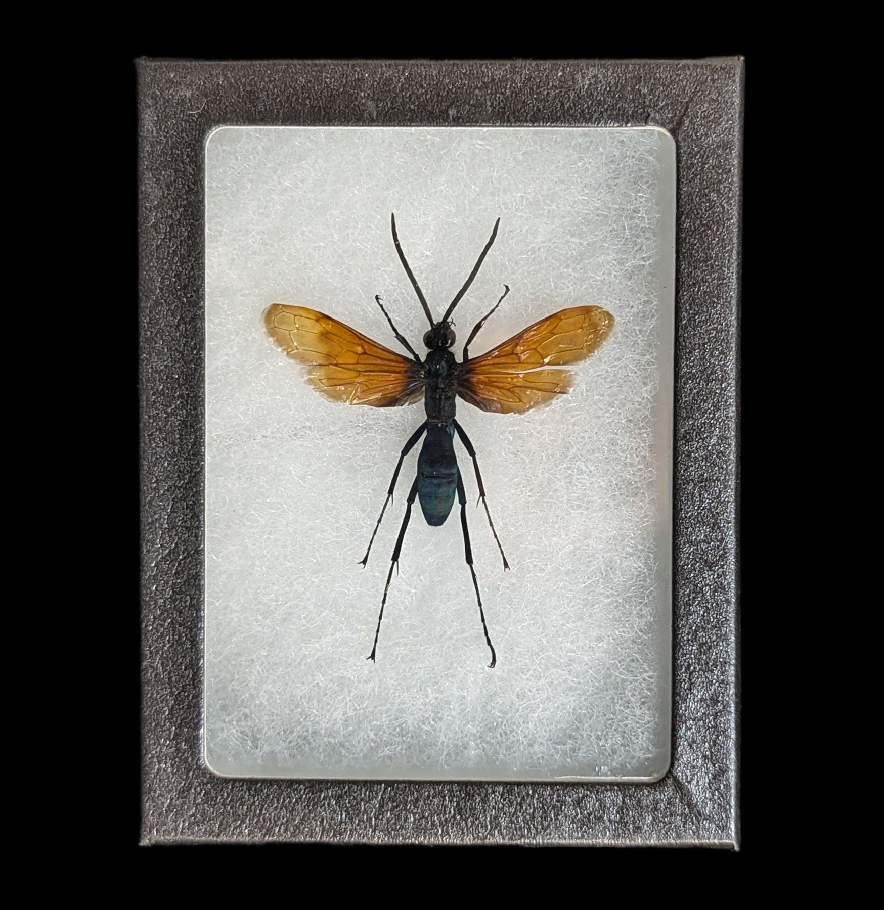Authentic Riker Mounted Pepsis Tarantula Hawk Wasp Specimen - Entomology Display for Home Decor & Science Education - Perfect for Insect Collectors & Nature Lovers