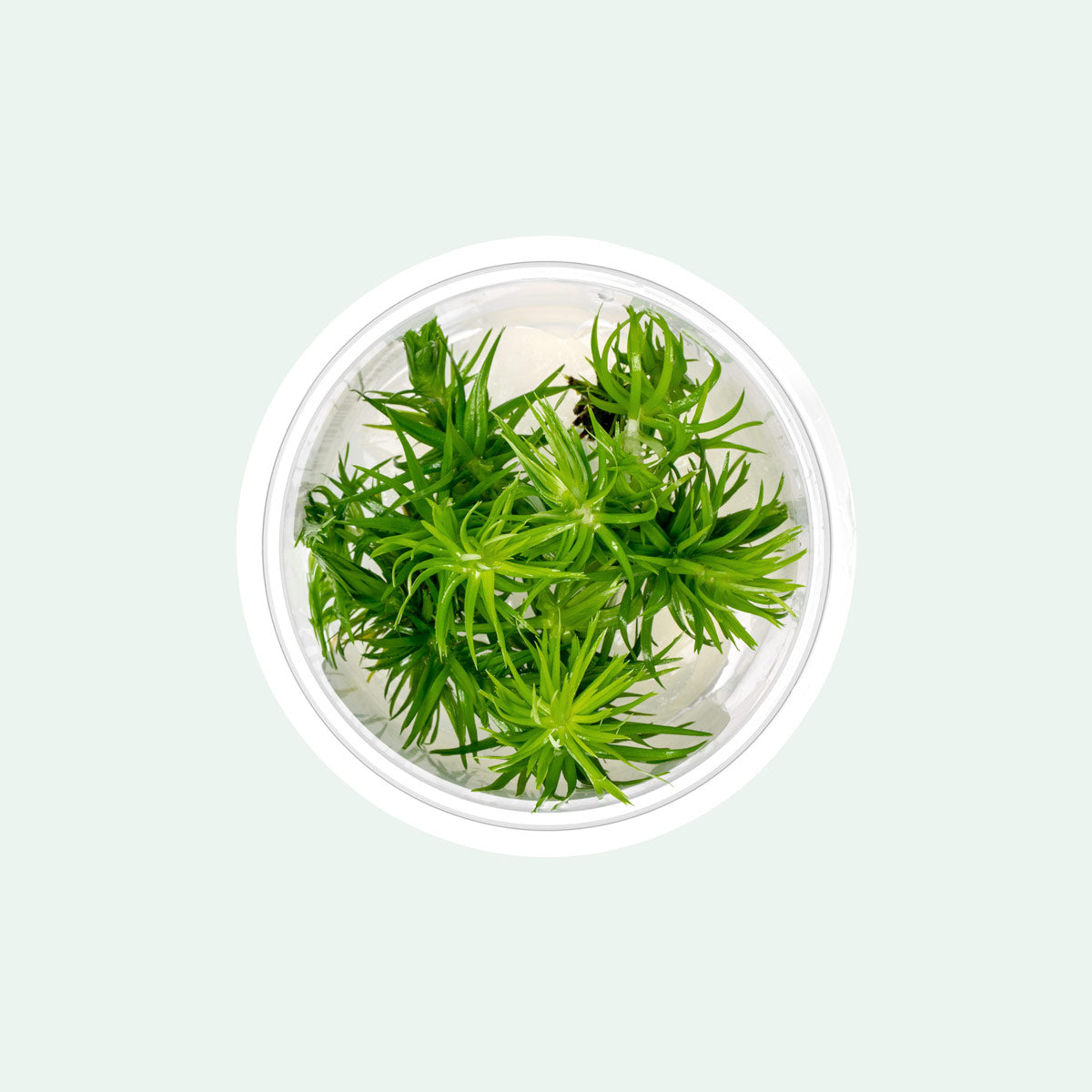 Eriocaulon Buergerianum Aquatic Plant for Freshwater Aquariums - Perfect for Aquascaping, Fish Tanks & Aquatic Gardens