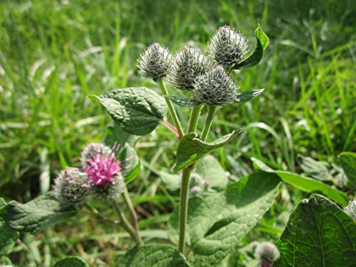 Woolly Burdock Arctium Tomentosum Downy Burdock - 20x30 Inch Laminated Botanical Poster with Vibrant Colors & HD Print - Perfect for Home Decor, Office Wall Art, Classroom Education & Nature Lovers
