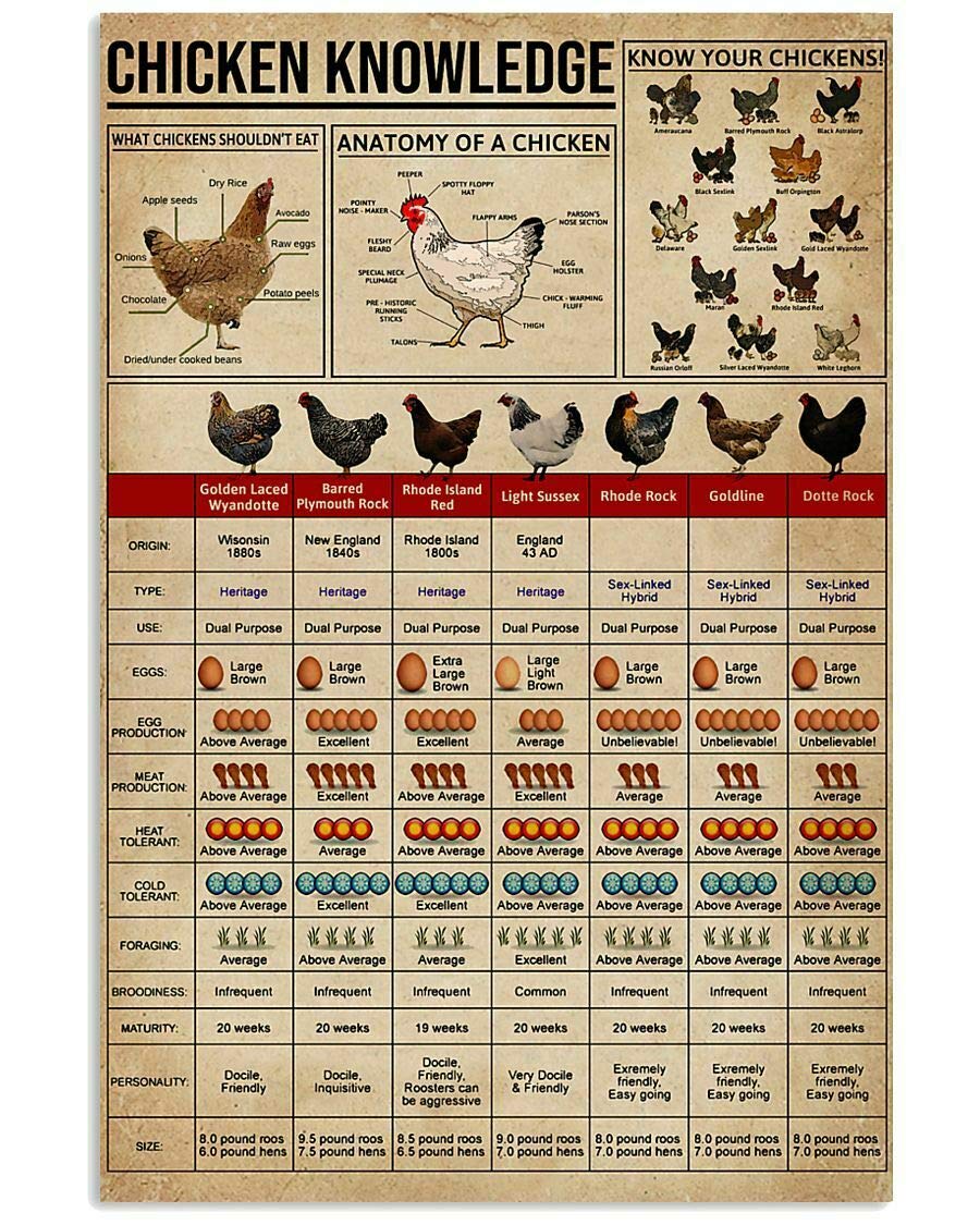 Vintage Funny Chicken Knowledge Metal Tin Sign - 8x12 Inch Rustic Farm Wall Decor for Home, Bathroom, Cottage, Man Cave & Parlor | Perfect Gift for Farmers & Poultry Lovers | Ideal for Country Kitchen, Barn, or Farmhouse Style Decor