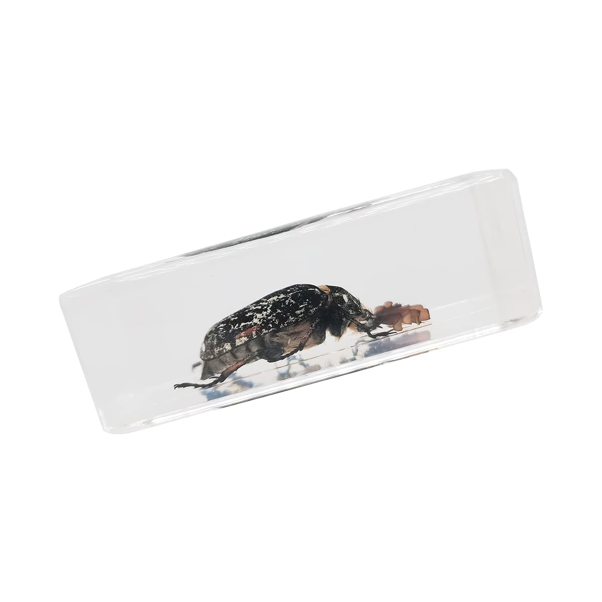 Real Chafer Beetle Insect Specimen in Clear Resin Paperweight - Educational Science Display, Taxidermy Collection & Unique Desk Decor for Nature Lovers | Perfect for Classrooms, Offices & Home Decor