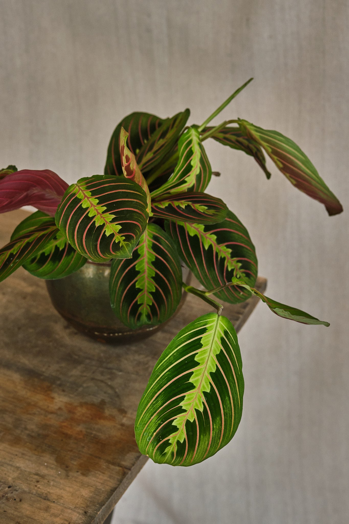 Maranta Leuconeura 'Fascinator' Prayer Plant - Live Indoor Houseplant for Home & Office Decor - Perfect for Low Light Spaces & Air Purification