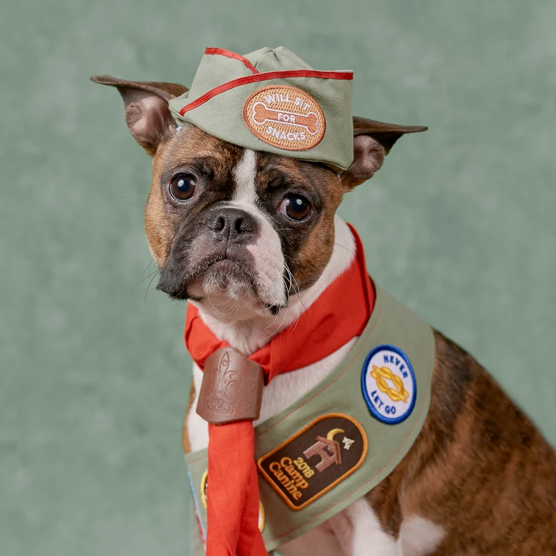 Dog Merit Badges for Training - Camp Canine Achievement Awards | Perfect for Dog Obedience Classes & Pet Training Rewards