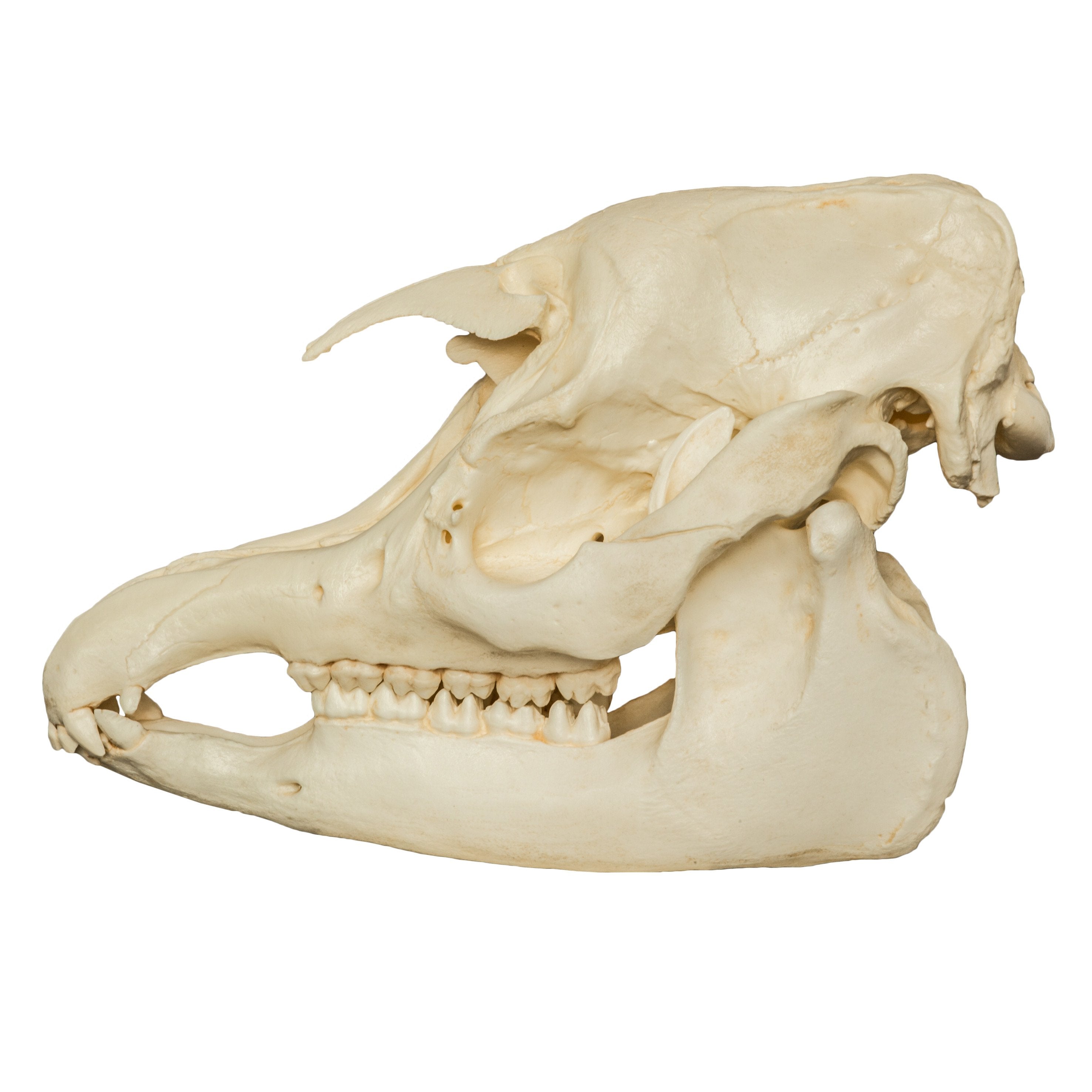 Authentic Replica Malayan Tapir Skull - Lifelike Animal Skull Model for Home Decor, Educational Display & Halloween Props