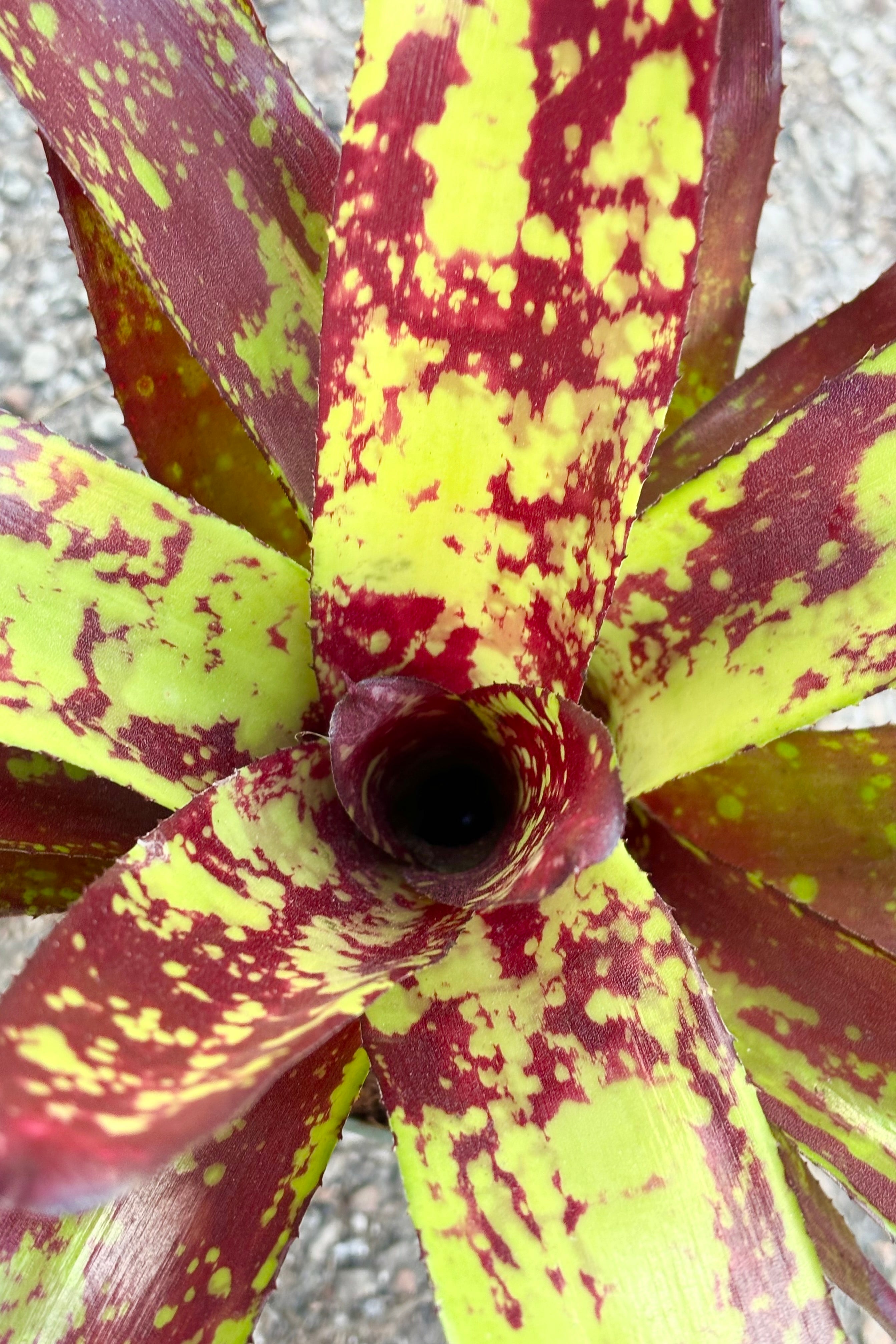 Neoregelia Bromeliad Plant - 5 Inch Live Indoor Air Purifying Houseplant for Home, Office & Garden Decor | Low Maintenance Tropical Plant for Beginners