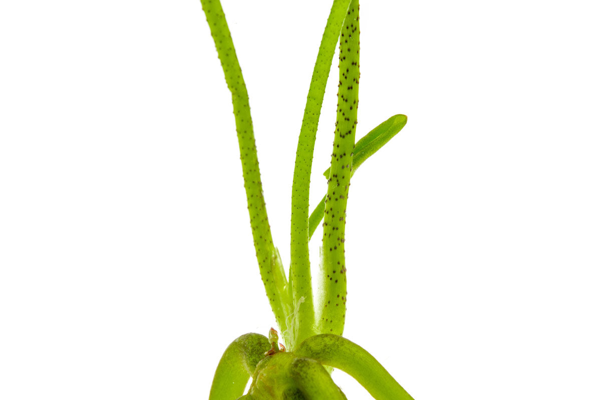 Buy Banana Plant Online - Live Musa Acuminata for Home & Garden - Perfect for Indoor Decor, Landscaping, and Tropical Gardens