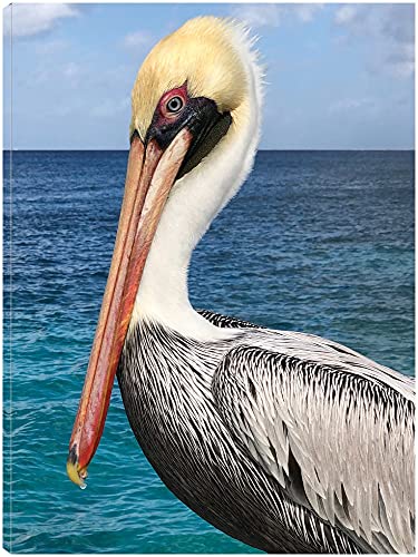Pelican
