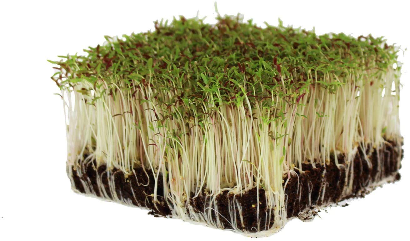 Organic Amaranth Microgreens Seeds - 1 Lb Bulk Non-GMO Seeds for Growing Nutrient-Rich Microgreens | Perfect for Indoor Gardening, Healthy Salads, Smoothie Bowls & Homegrown Superfoods