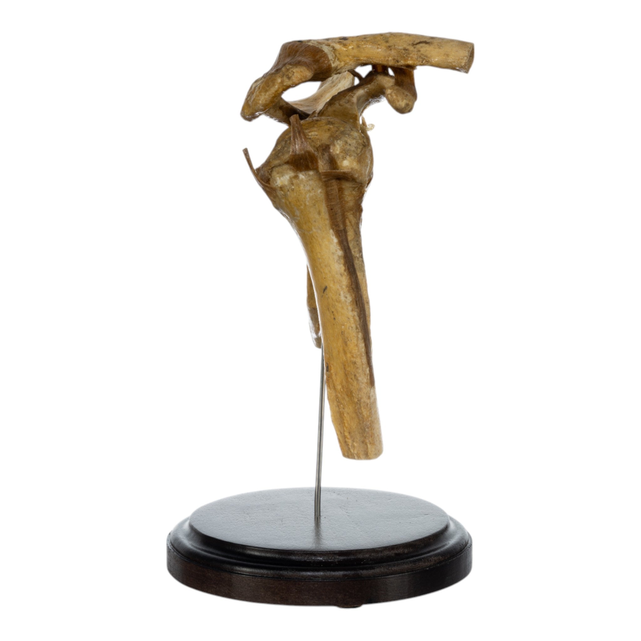 Real Human Right Shoulder Joint Model on Stand - Anatomical Study, Medical Training & Educational Display for Students, Doctors & Healthcare Professionals
