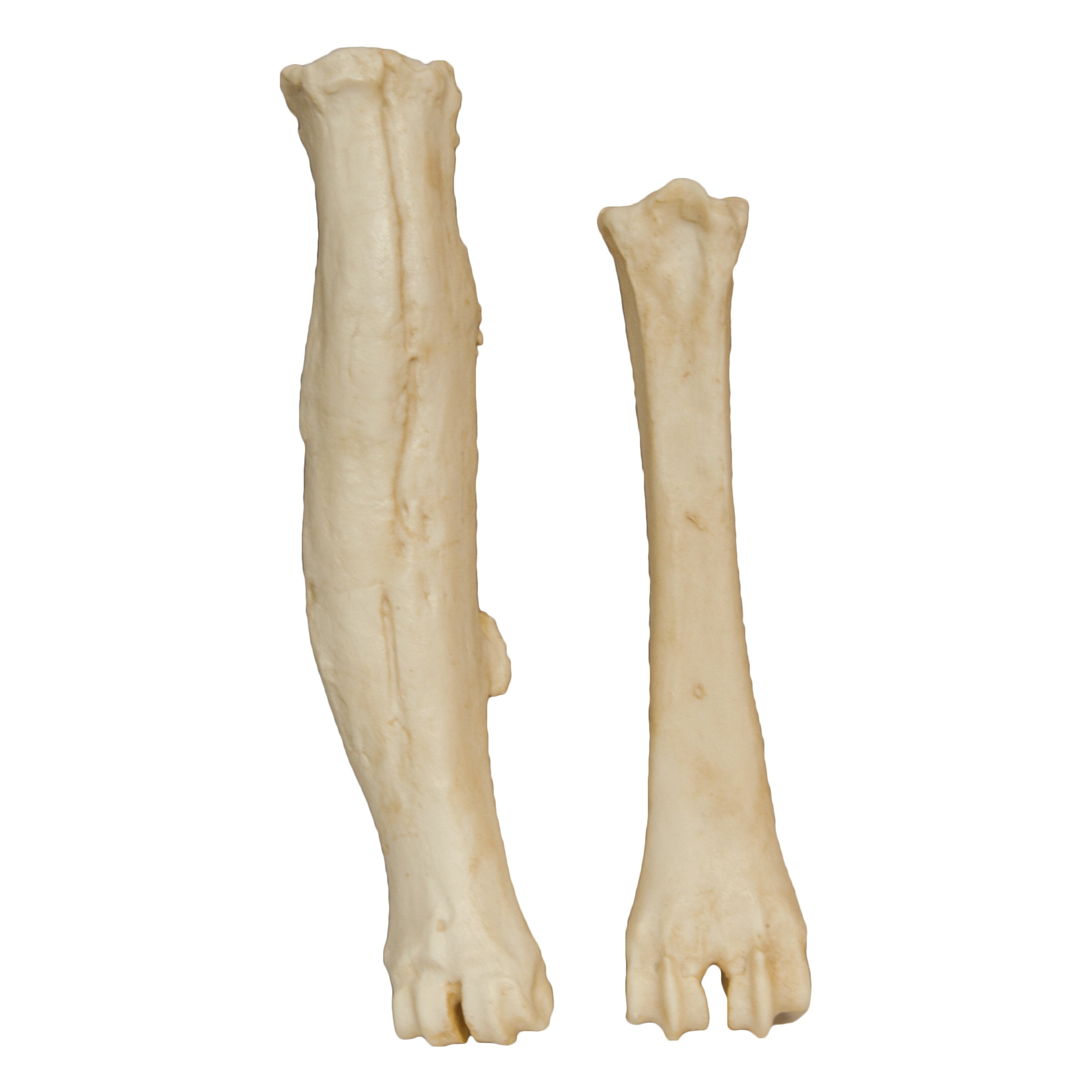 Authentic Animal Pathology Bone Replica Set - Veterinary Teaching, Medical Study & Science Education Display