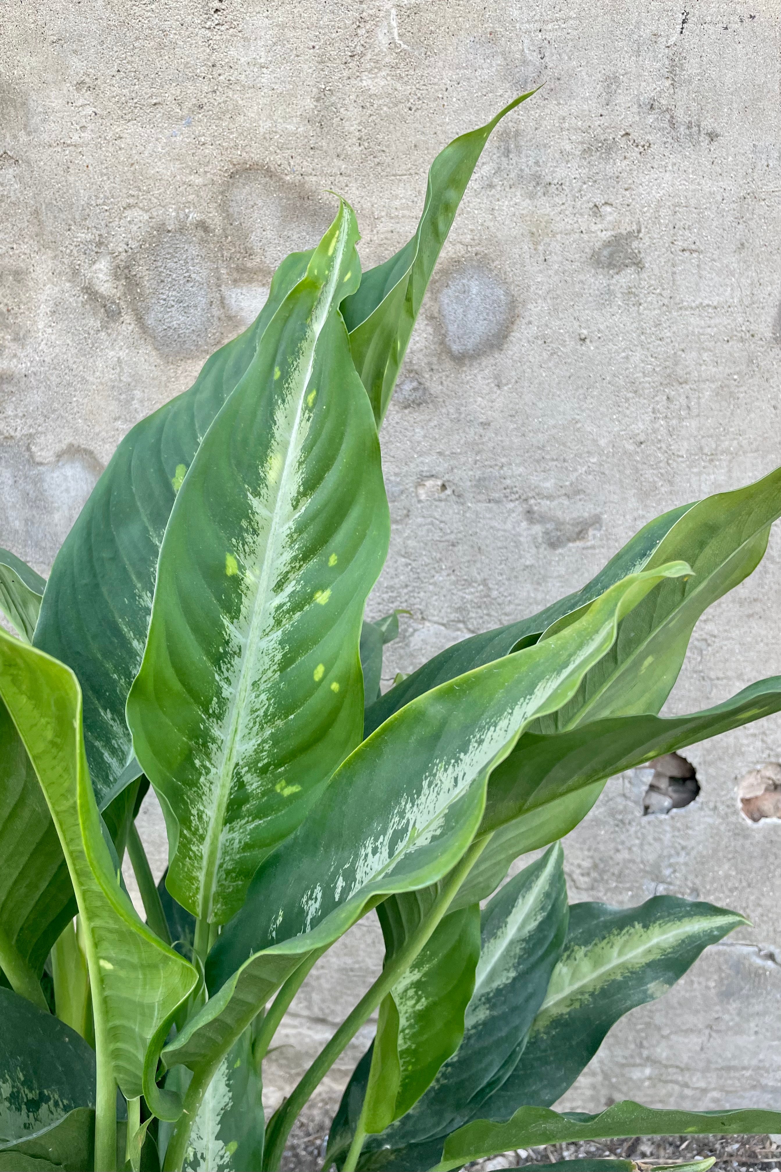 Dieffenbachia 'Panther' 10