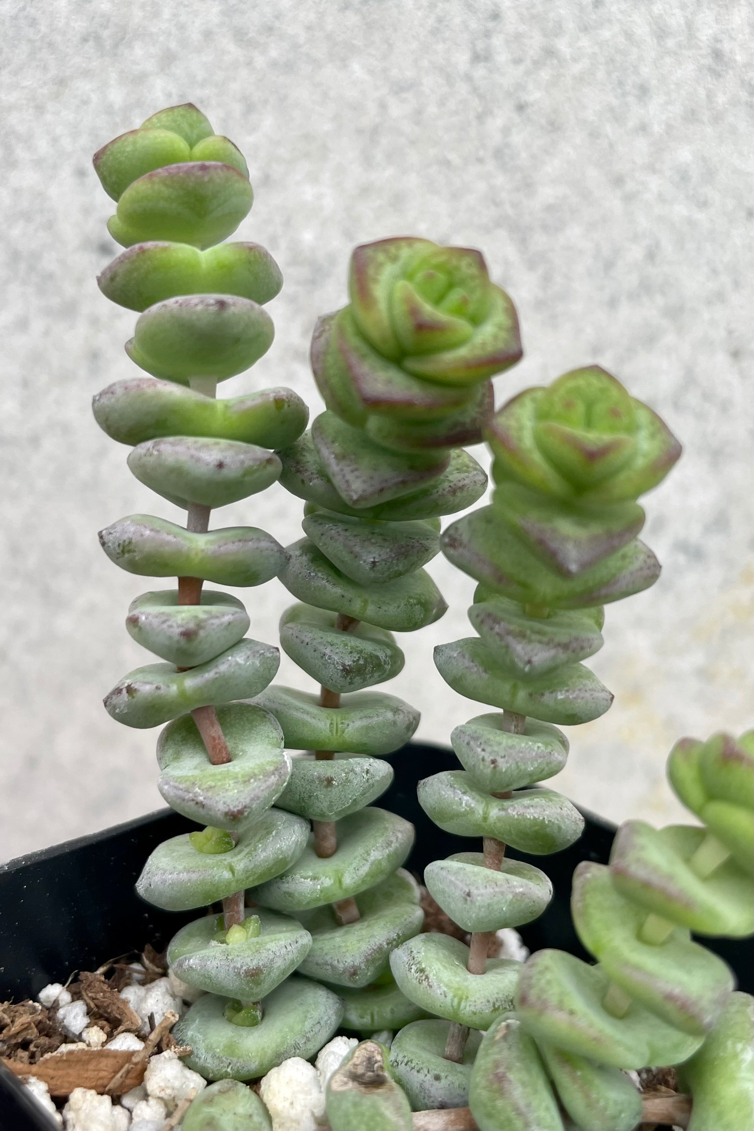 Crassula Rupestris Marnieriana 'Hottentot' - 2.5 Inch Succulent Plant for Home Decor, Office Desk, and Garden Arrangements | Drought-Tolerant Live Houseplant for Indoor & Outdoor Use