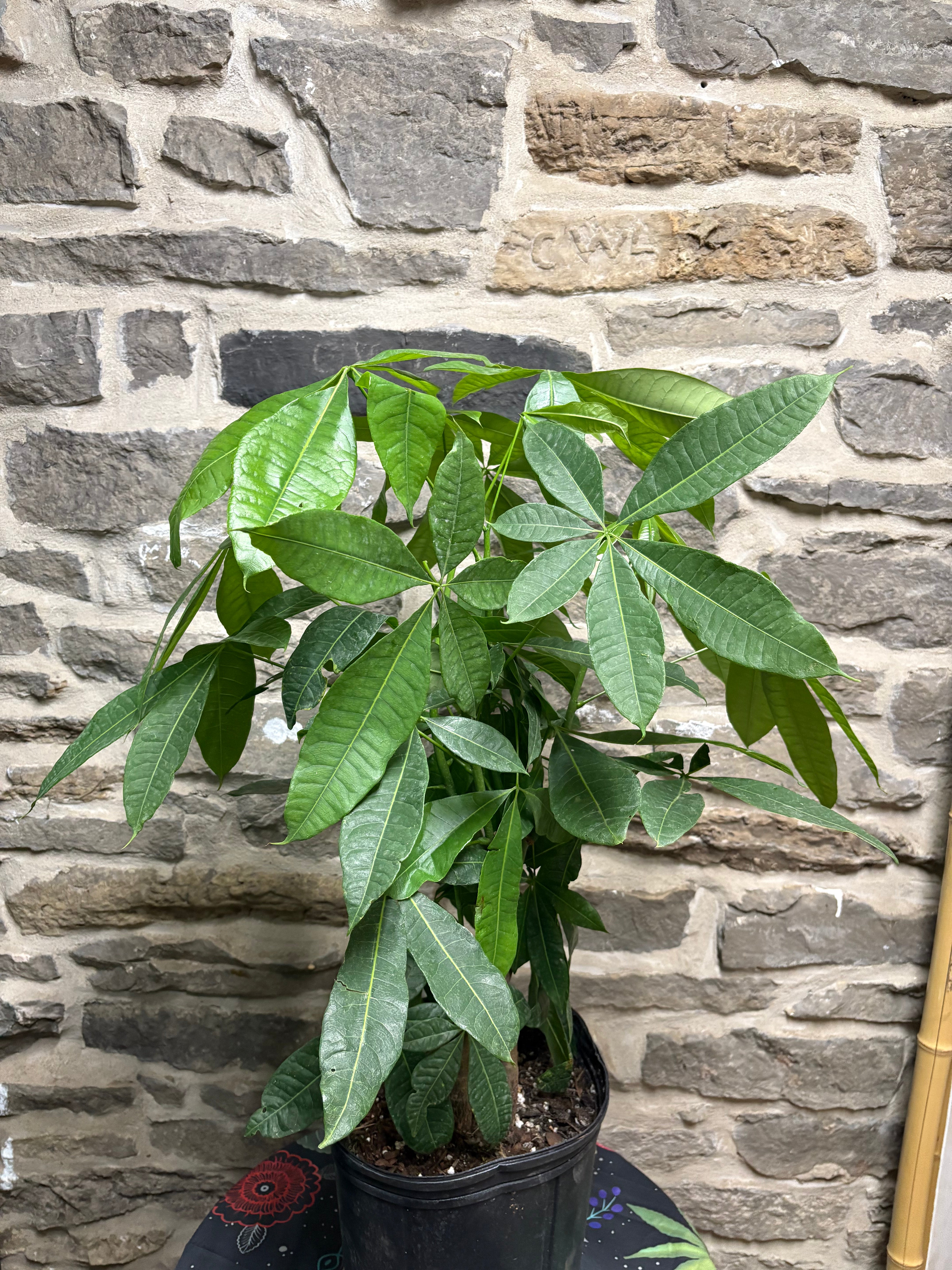 Lucky Money Tree Plant - Feng Shui Indoor Houseplant for Home & Office Decor - Perfect for Gifting, Wealth & Prosperity
