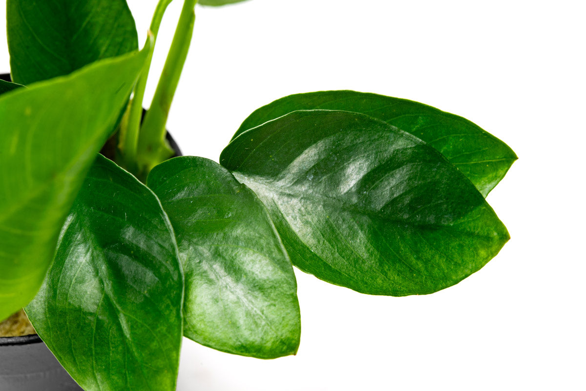 Anubias Nana Live Aquarium Plant - Easy Low Light Aquatic Plant for Fish Tanks, Aquascaping & Freshwater Aquariums - Perfect for Beginners & Shrimp Tanks