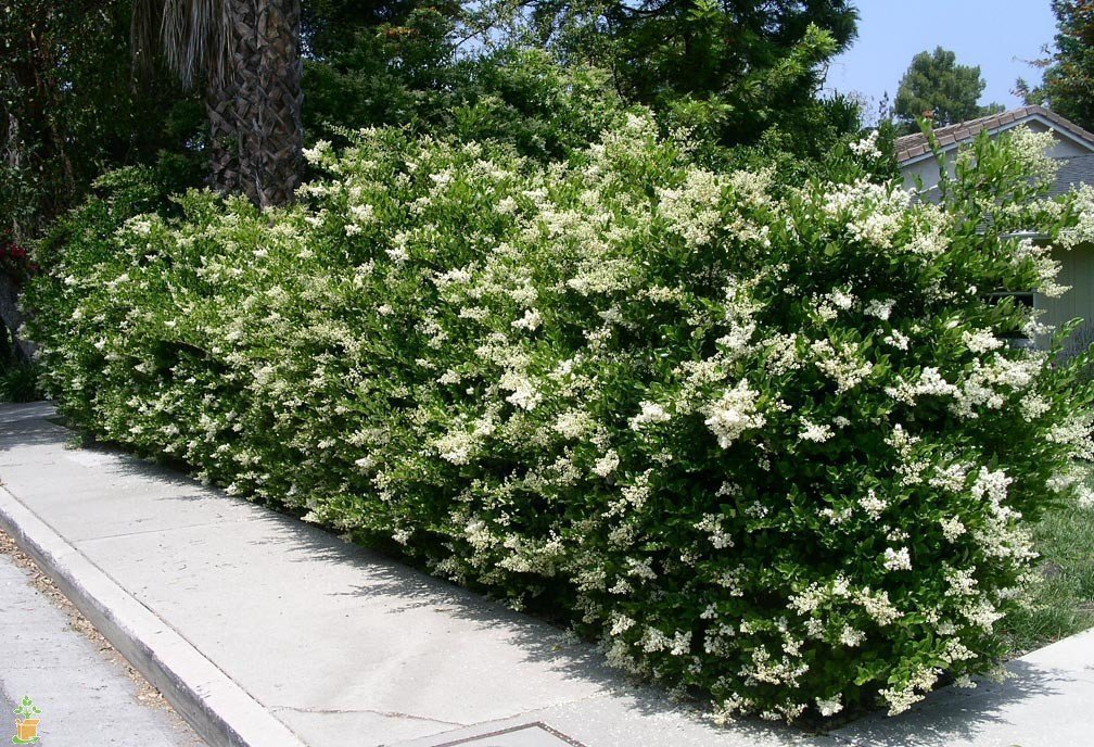 Ligustrum Waxleaf Privet - 30 Live Plants in 2 Inch Pots - Evergreen Privacy Hedge for Landscaping, Garden Borders, and Outdoor Screening