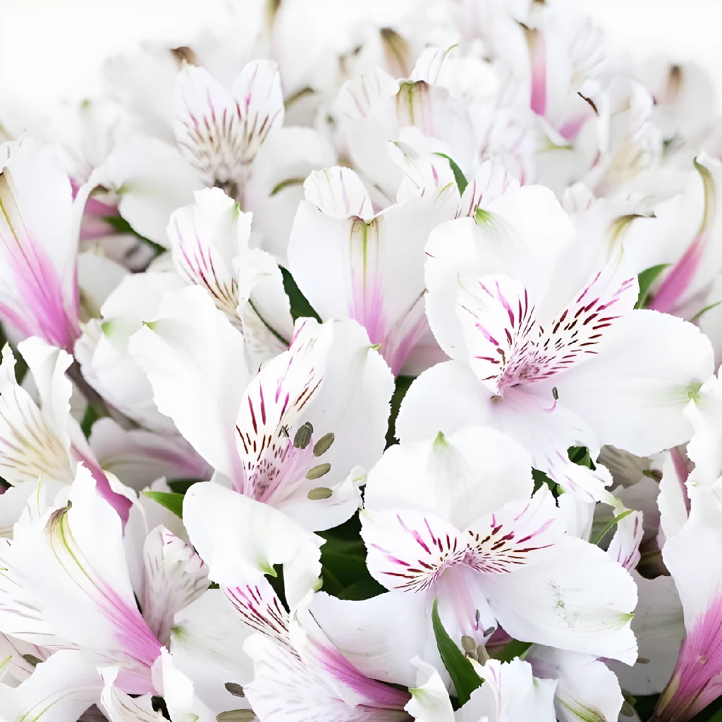 Alstroemeria Spiral Valentine's Day Flower Bouquet - Fresh Cut Peruvian Lily Arrangement for Romantic Gifts, Anniversaries & Weddings