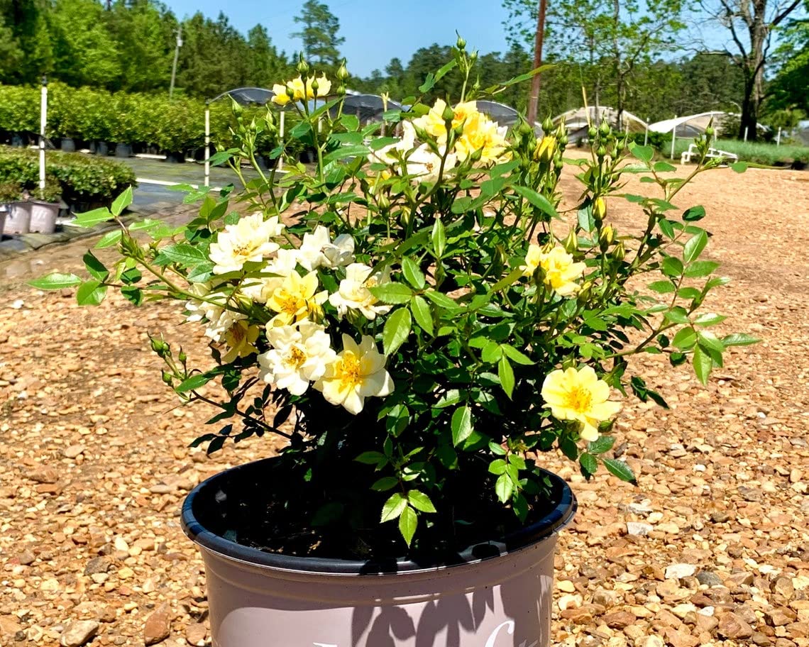Lemon Drift Rose Bush - 3 Gallon Potted Flowering Shrub | Fragrant Yellow Roses for Garden Landscaping, Patio Decor & Wedding Bouquets