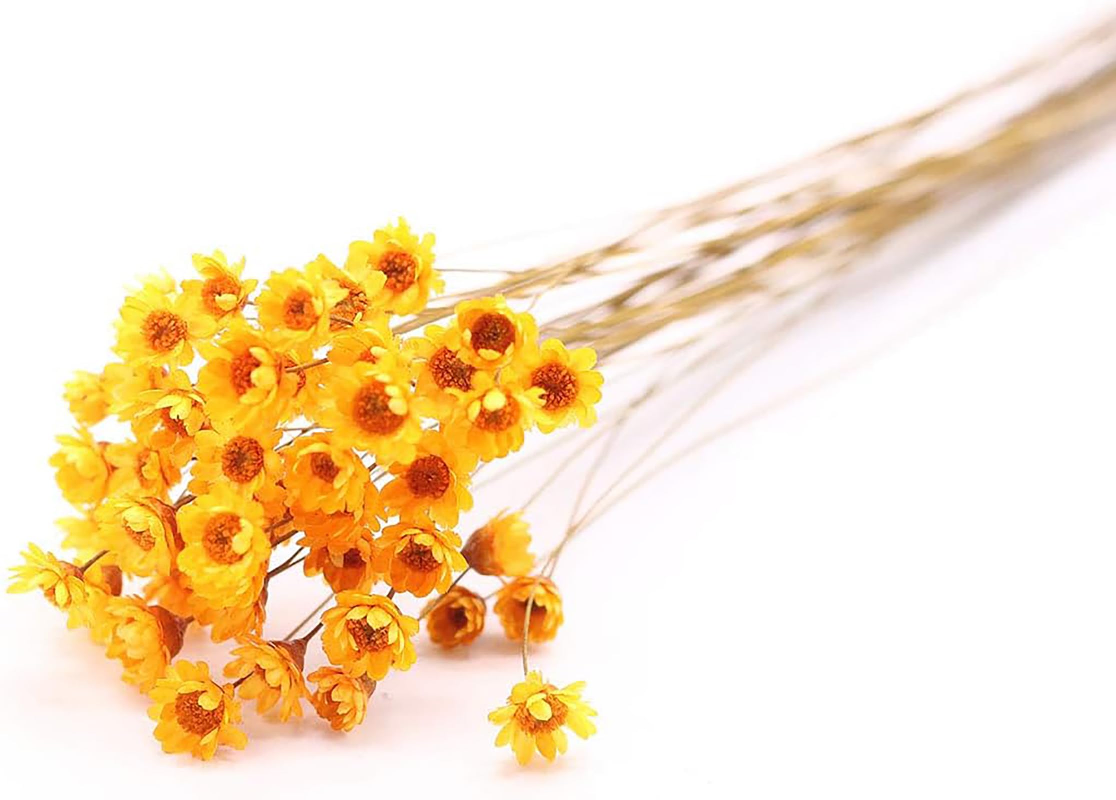 Natural Dry Flowers Brazilian Daisy Bouquet - Wedding & Home Decor (Orange)