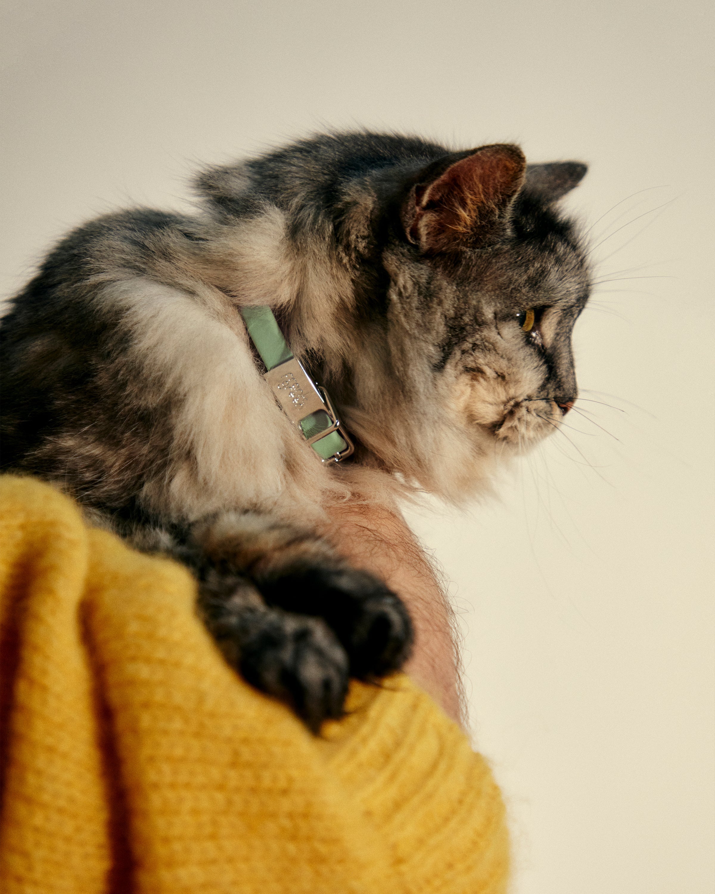 Durable Small Pet Collar for Dogs & Cats - Adjustable & Comfortable for Daily Walks & Outdoor Adventures
