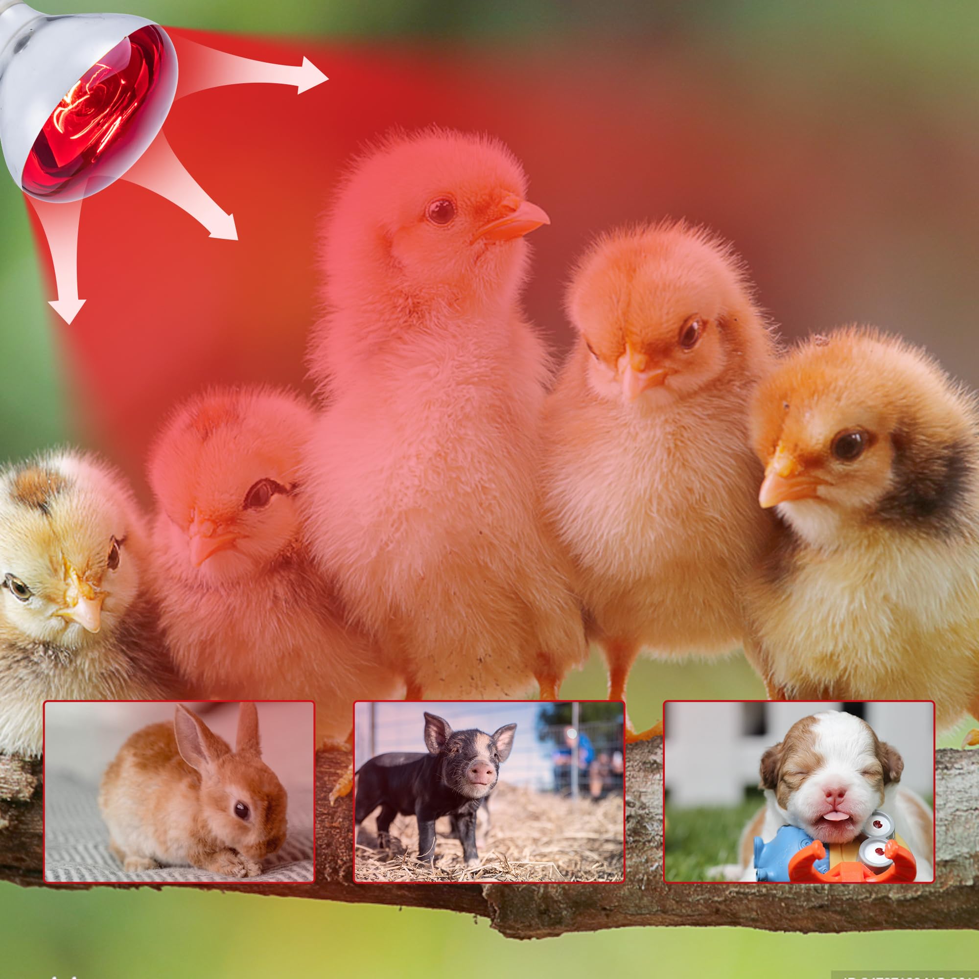 4 Pack 250W R40 Infrared Heat Lamp Bulbs - Brooder Heat Lamps for Chickens, Pet Heating, Light Therapy - Perfect for Poultry Coops, Reptile Terrariums, Bathroom Heating & Food Warming