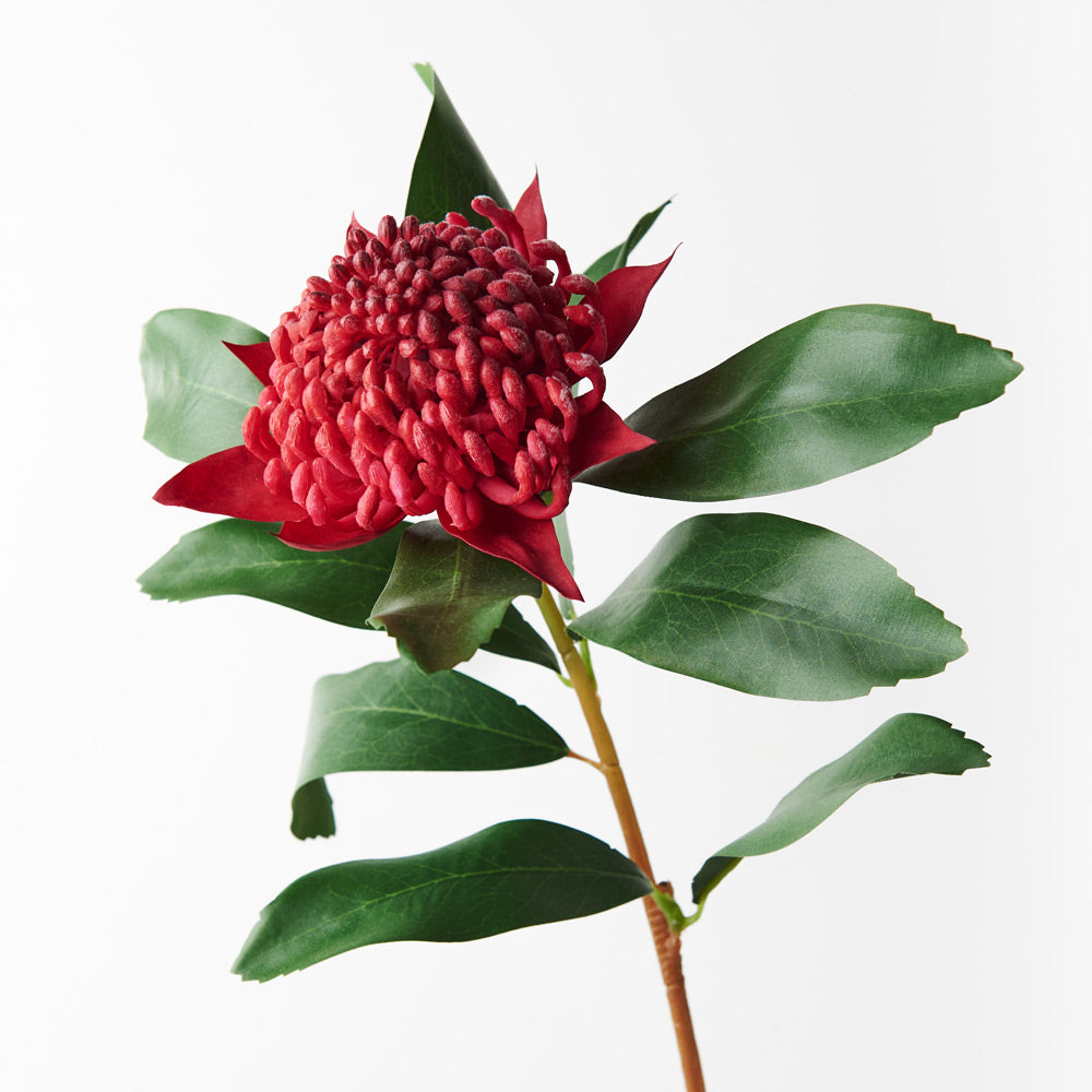Waratah Red Flowers - Fresh & Vibrant Floral Bouquets for Home Decor, Weddings & Special Events