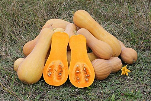 100 Waltham Butternut Winter Squash Seeds - Heirloom, Non-GMO, Fresh Planting Seeds for Home Vegetable Garden - Perfect for Fall Harvests, Pumpkin Patches & Organic Gardening