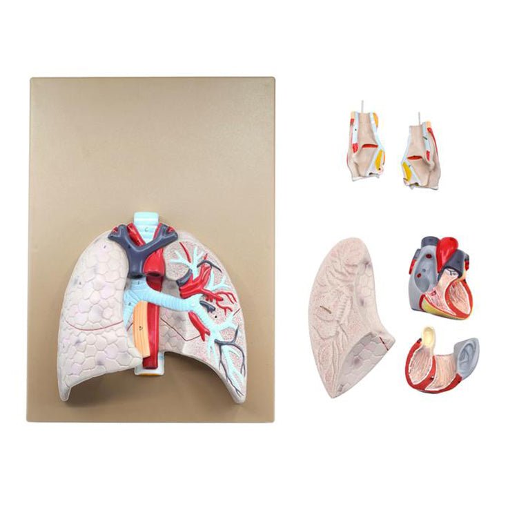 5-Part Heart and Lung Model - Human Anatomy Educational Tool for Medical Students, Doctors & Science Classrooms | Perfect for Biology Study, Patient Education & Medical Demonstrations