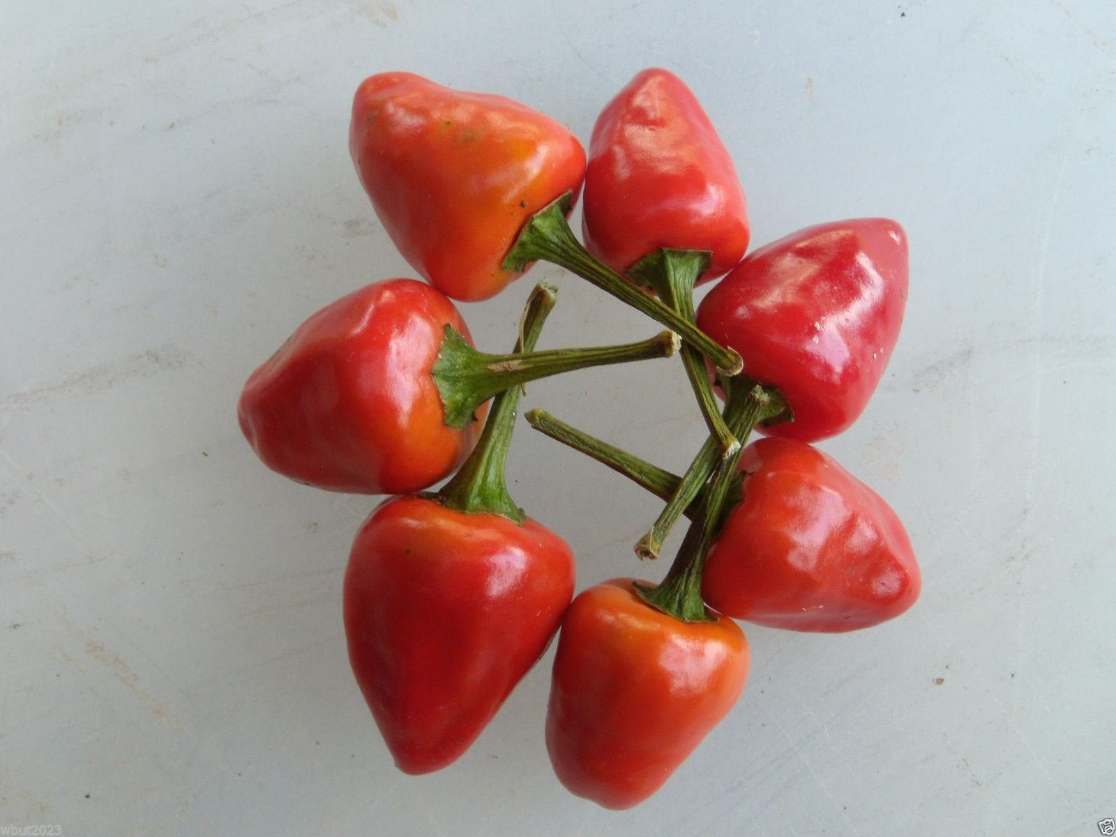 Dundicut Chili Pepper Seeds - Hot & Spicy for Pakistani & Indian Cuisine - Rare Heirloom Variety (30 Seeds) - Perfect for Home Gardening, Cooking & DIY Hot Sauce