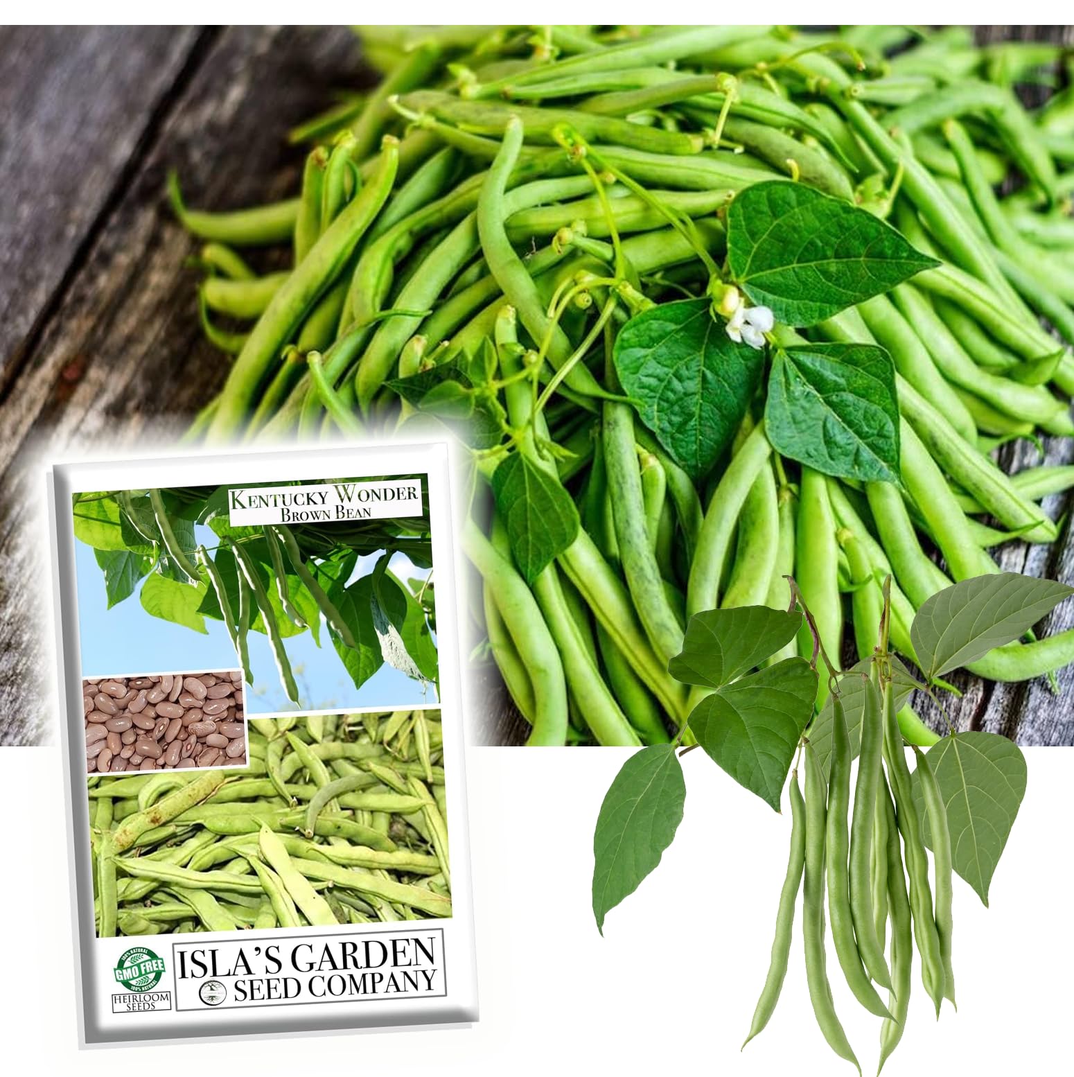 Kentucky Wonder Pole Bean Seeds for Planting - 25+ Heirloom, Non-GMO Brown Beans (Phaseolus vulgaris) by Isla's Garden Seeds | Perfect for Home Gardening, Vertical Trellis & Organic Vegetable Gardens