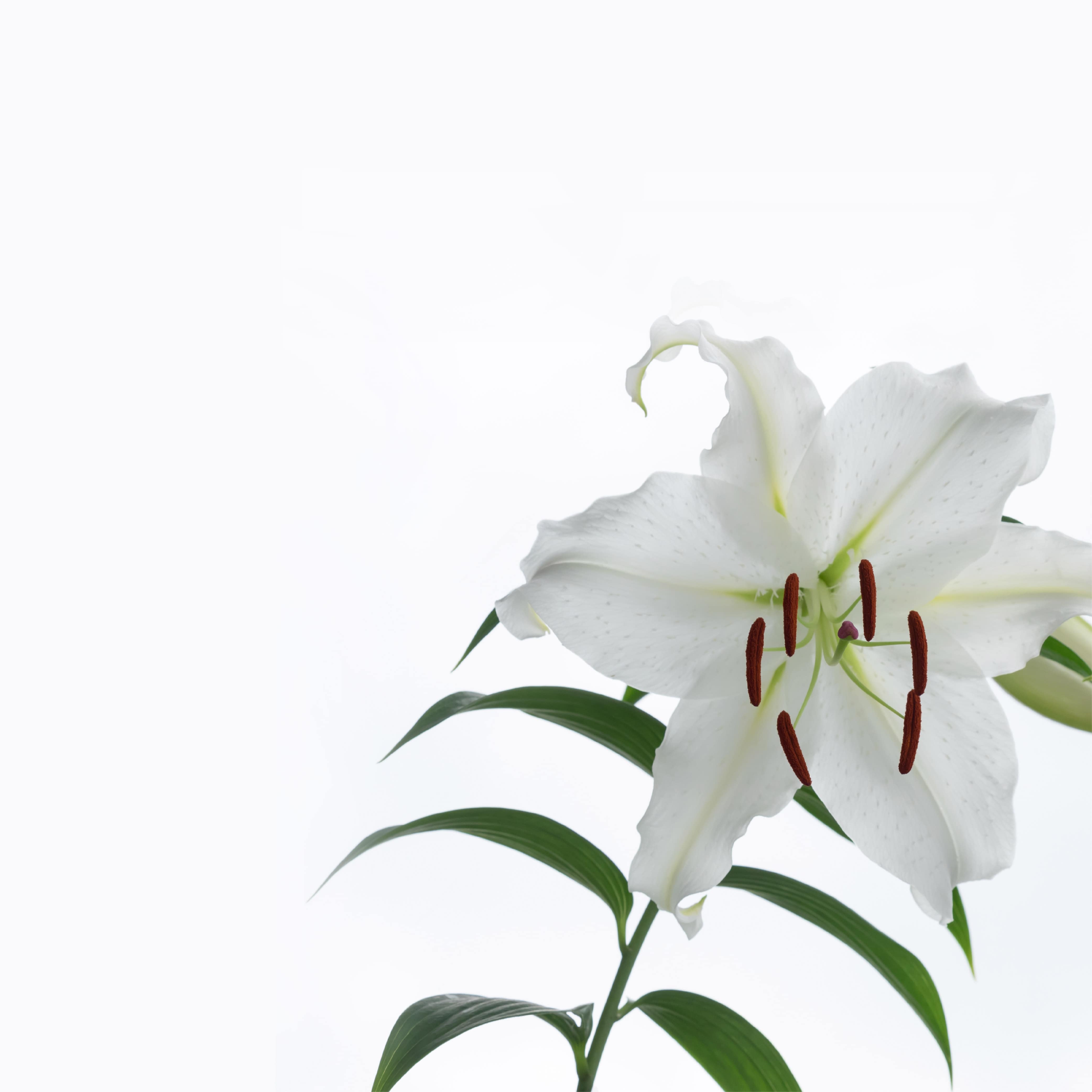 NO. 1106 Casablanca Lily Fragrance Oil - Premium Scent for Handmade Soaps, Candles & DIY Home Fragrance - Inspired by Bath & Body Works - Perfect for Aromatherapy, Relaxation & Gift Giving