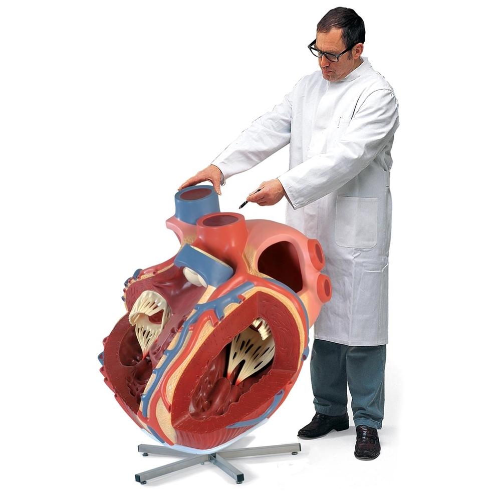 Giant Heart Model - 8X Life Size Human Heart Anatomy for Medical Education & Display | Perfect for Classrooms, Labs & Doctor Offices