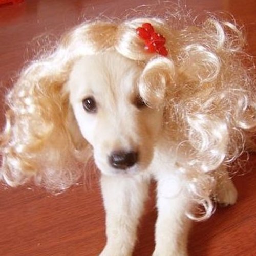 High Temperature Resistant Tangpan Dog Pet Wig with Colorful Milk Buckle - Perfect for Pet Costumes, Halloween & Cosplay